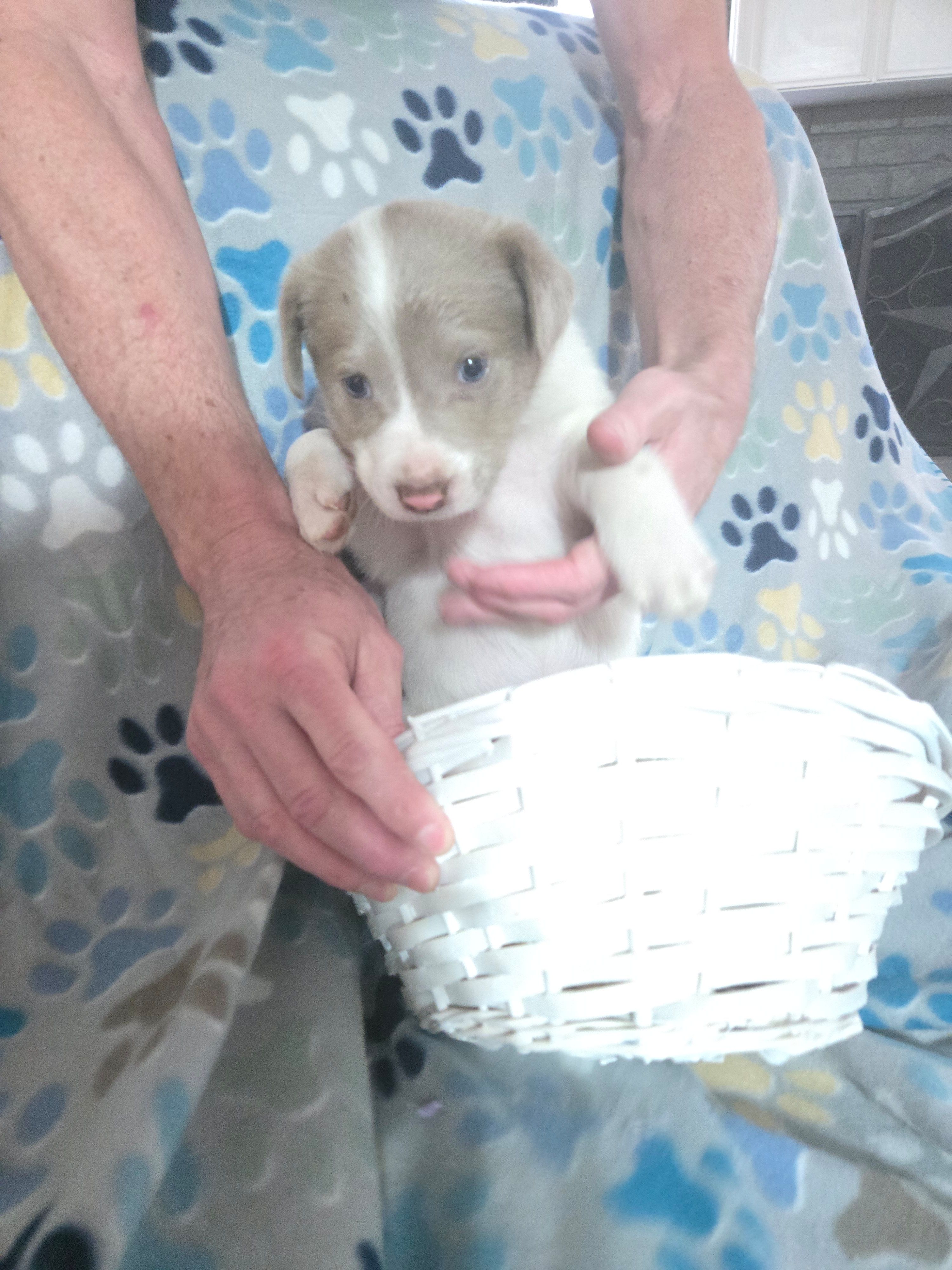 Green – Australian Cattle Dog, Labrador Retriever puppy for sale in Spring, TX