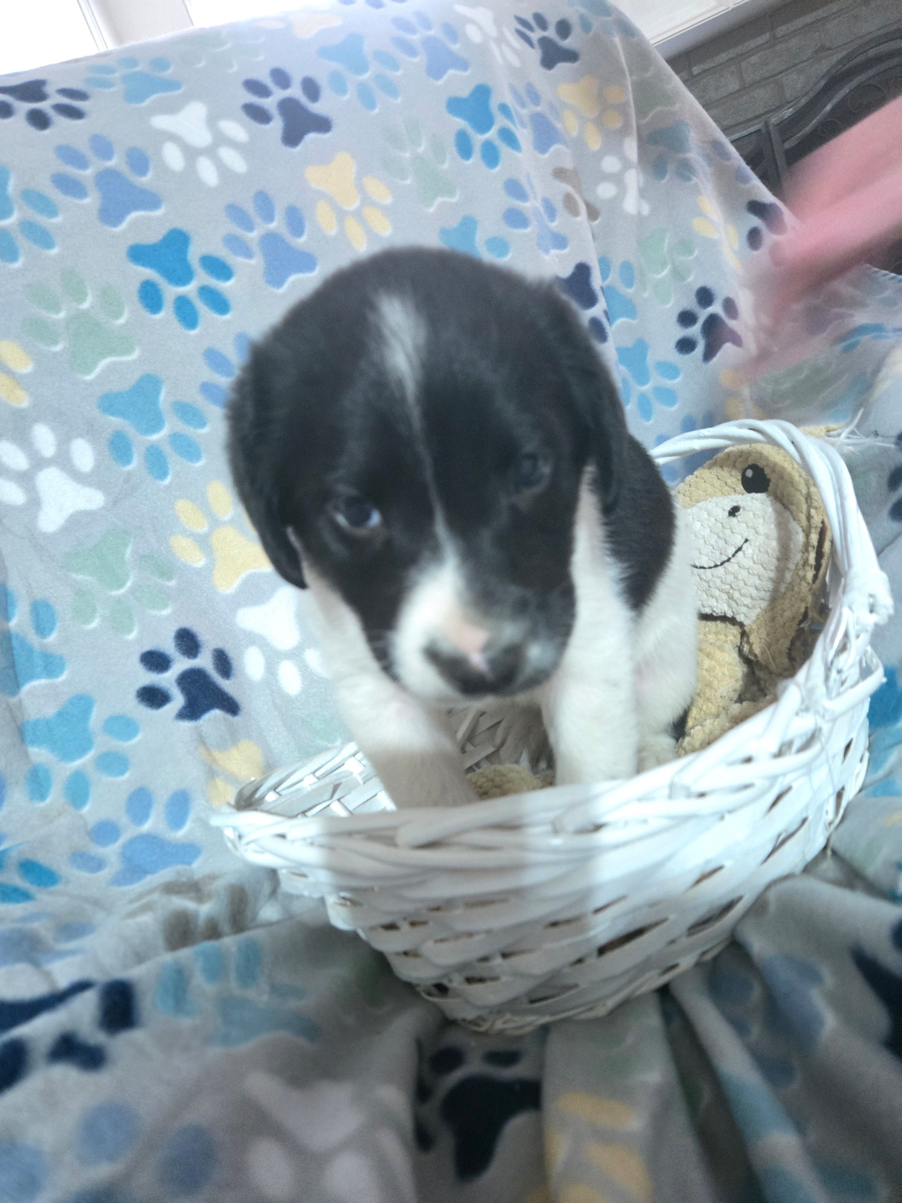 Yellow – Australian Cattle Dog, Labrador Retriever puppy for sale in Spring, TX