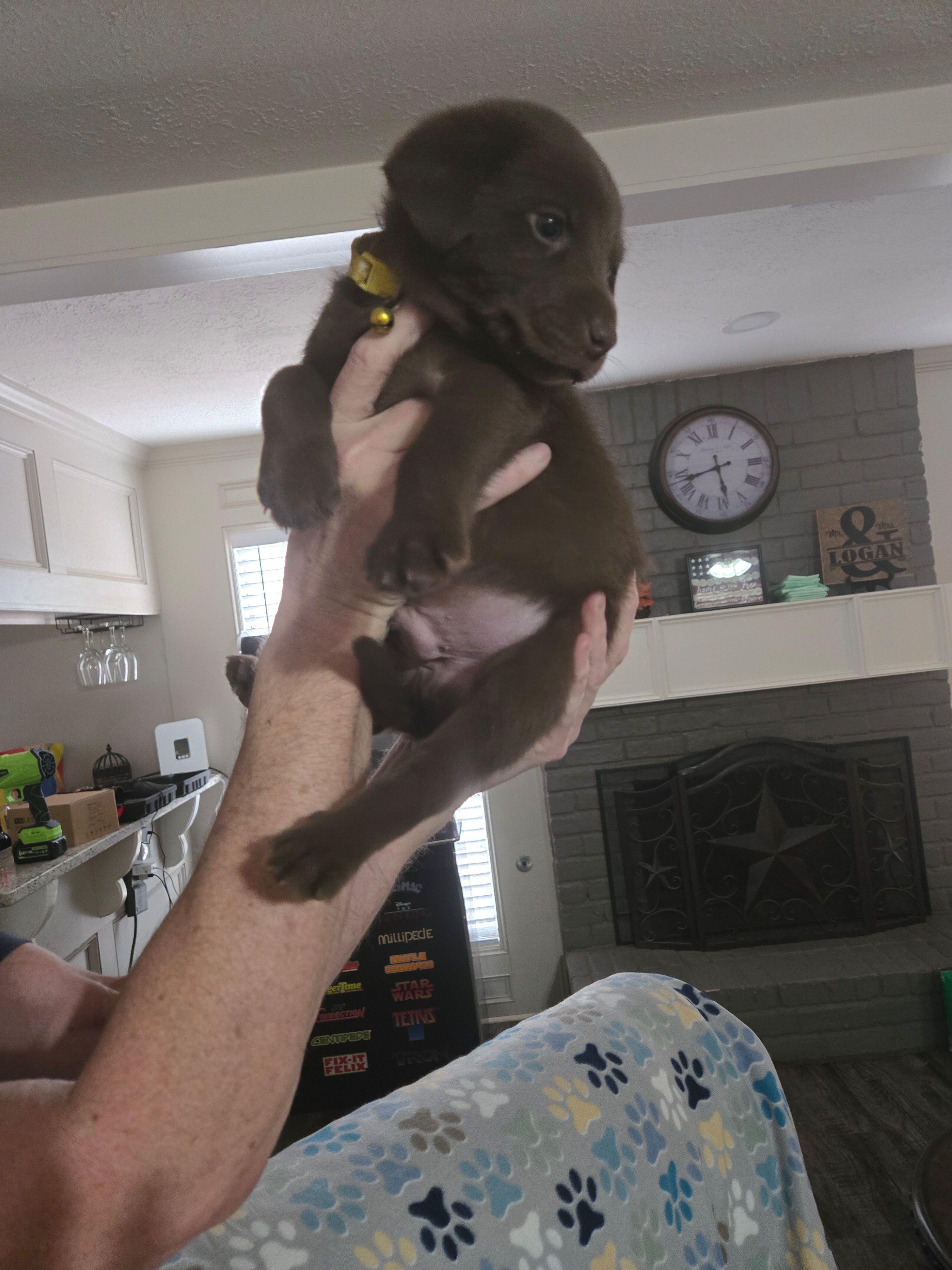 Brownie – Australian Cattle Dog, Labrador Retriever puppy for sale in Spring, TX