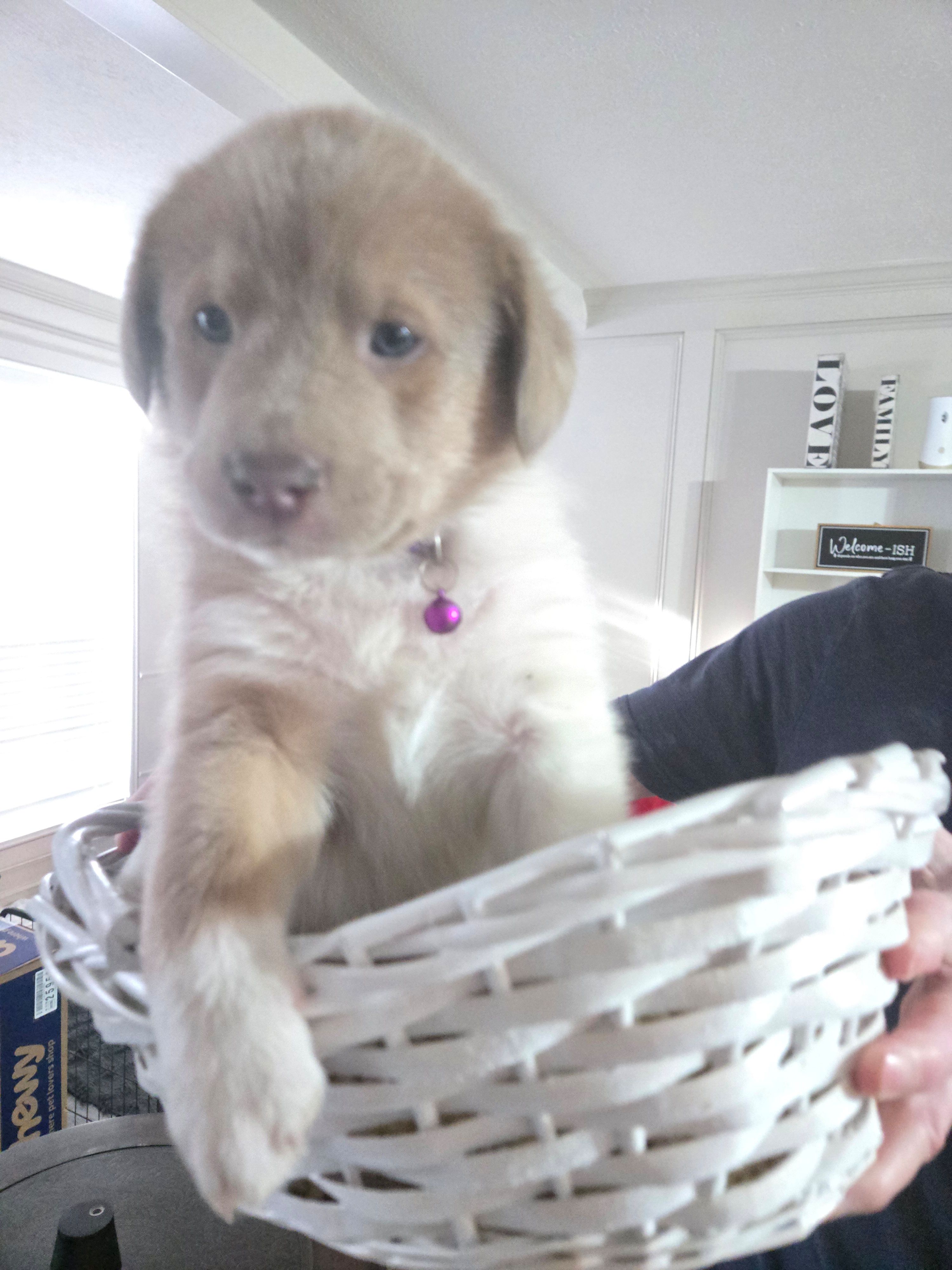 Green – Australian Cattle Dog, Labrador Retriever puppy for sale in Spring, TX