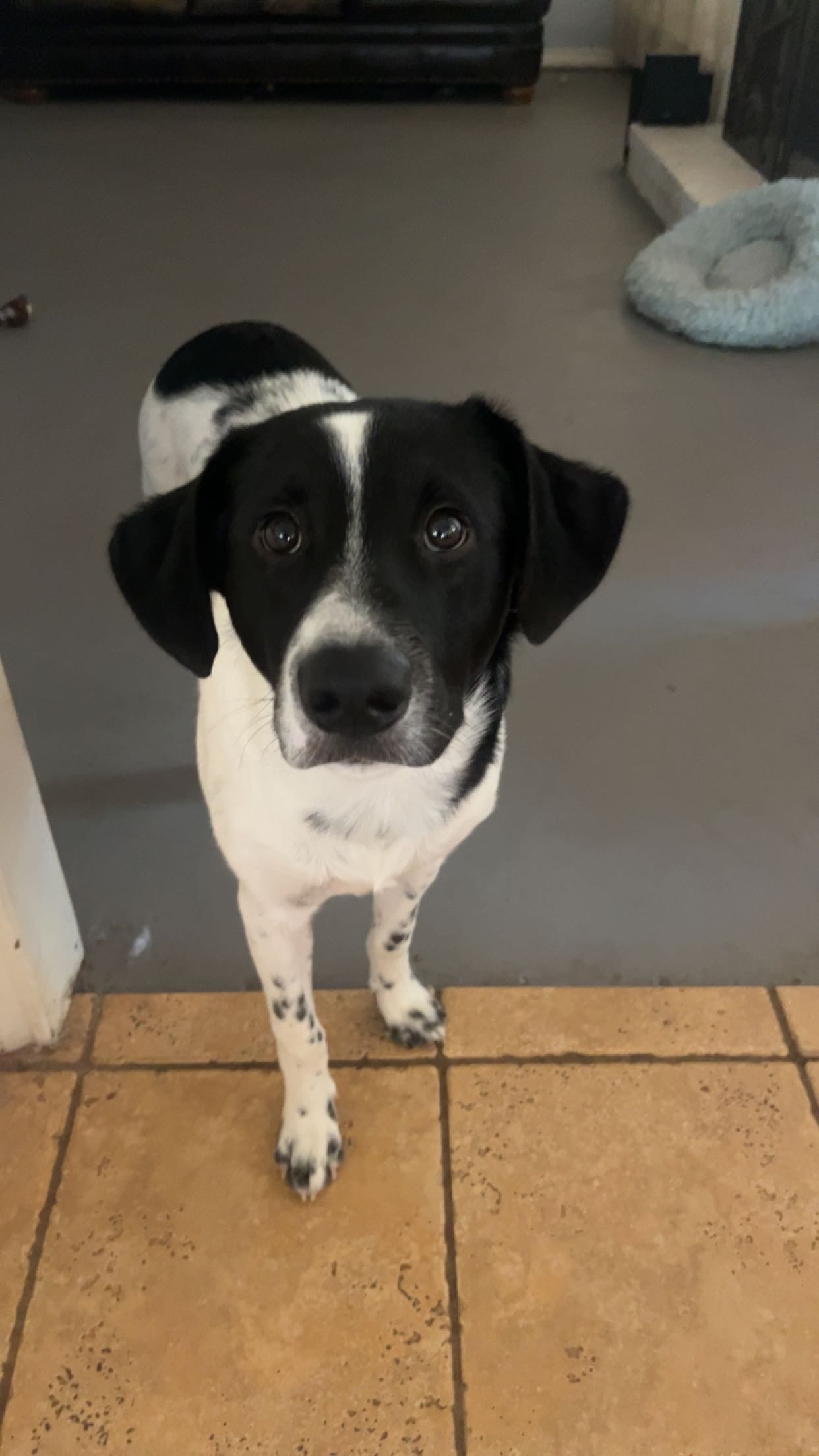 Brownie, a male Australian Cattle Dog and Labrador Retriever for sale in Spring, TX – Photo 3 of 3