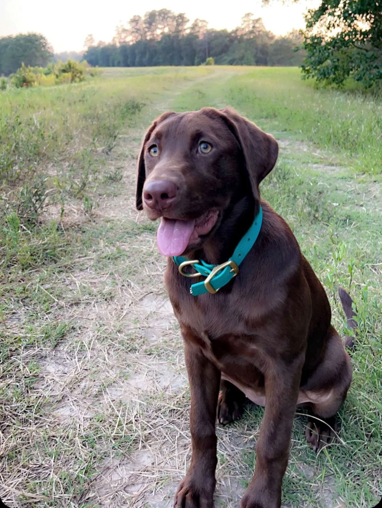 Woodstock, a male Australian Cattle Dog and Labrador Retriever for sale in Spring, TX – Photo 4 of 4
