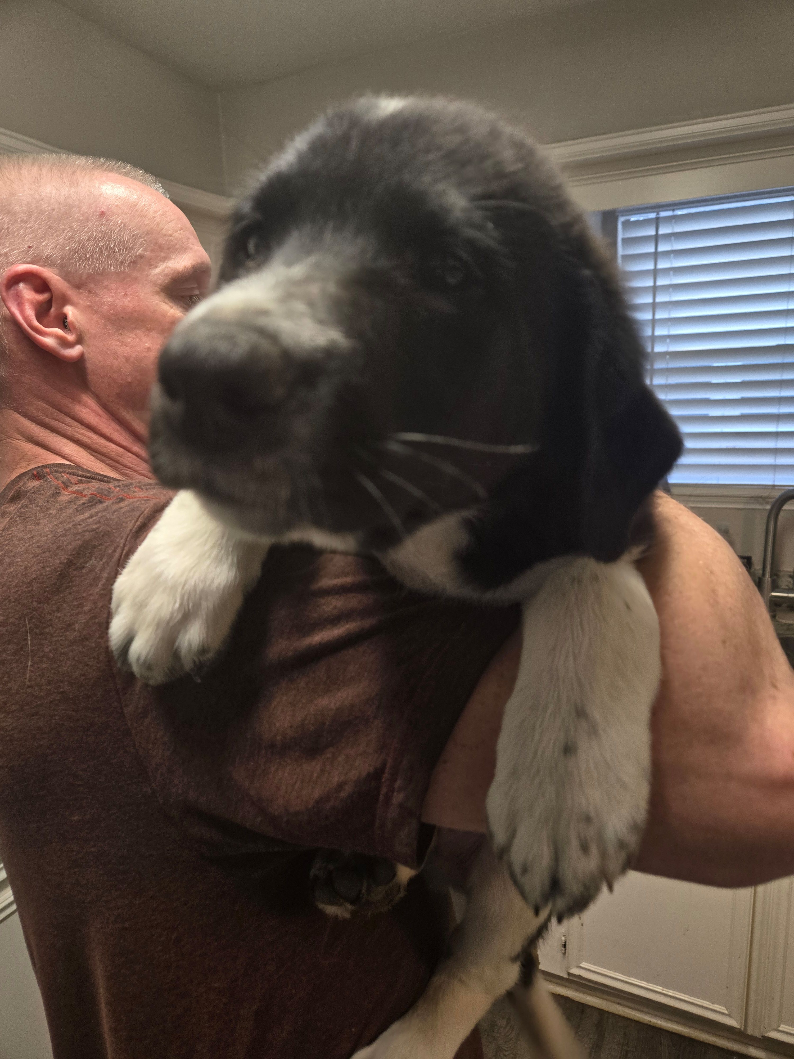 Snoopy – Australian Cattle Dog, Labrador Retriever puppy for sale in Spring, TX
