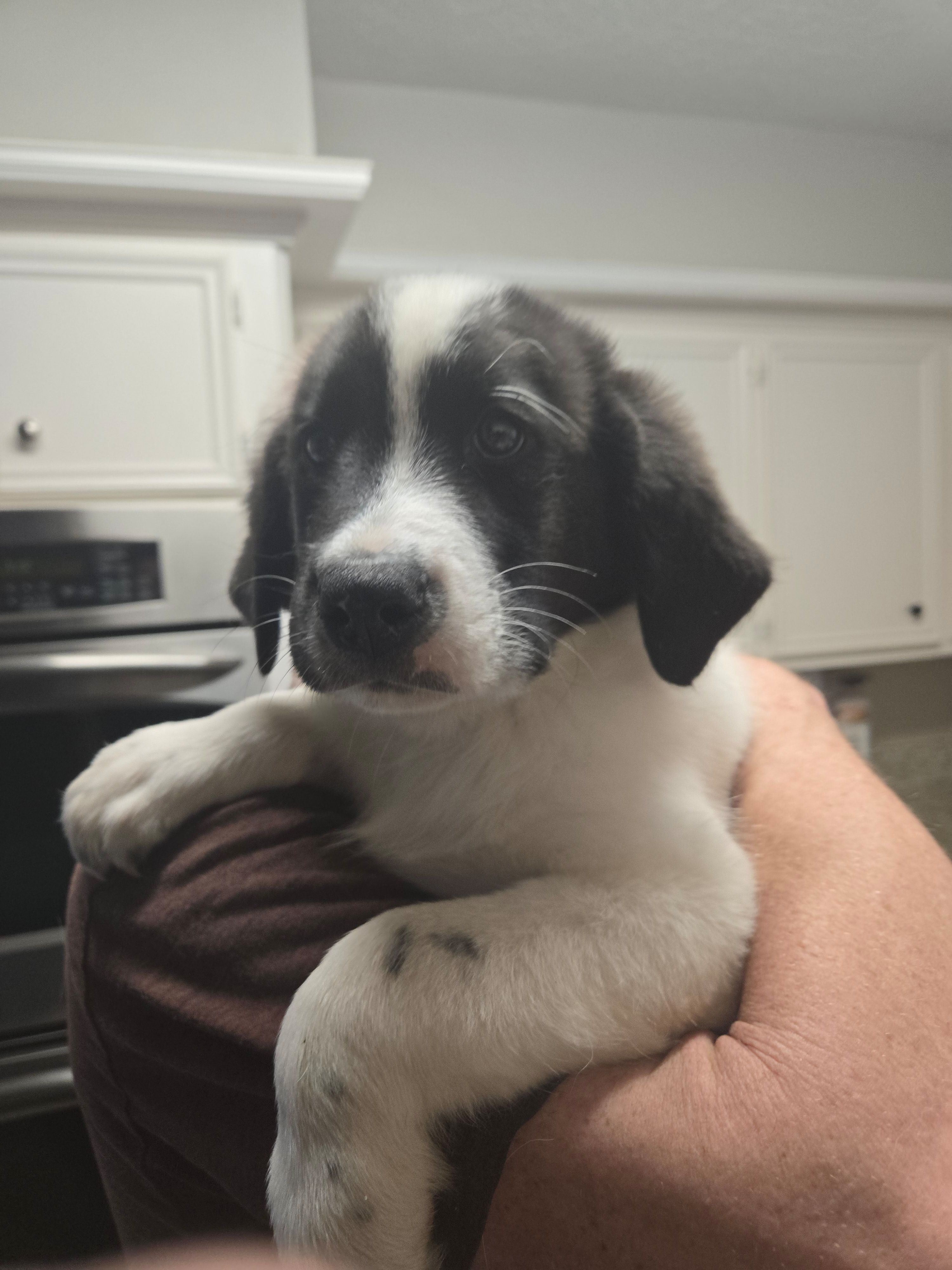 Linus – Australian Cattle Dog, Labrador Retriever puppy for sale in Spring, TX