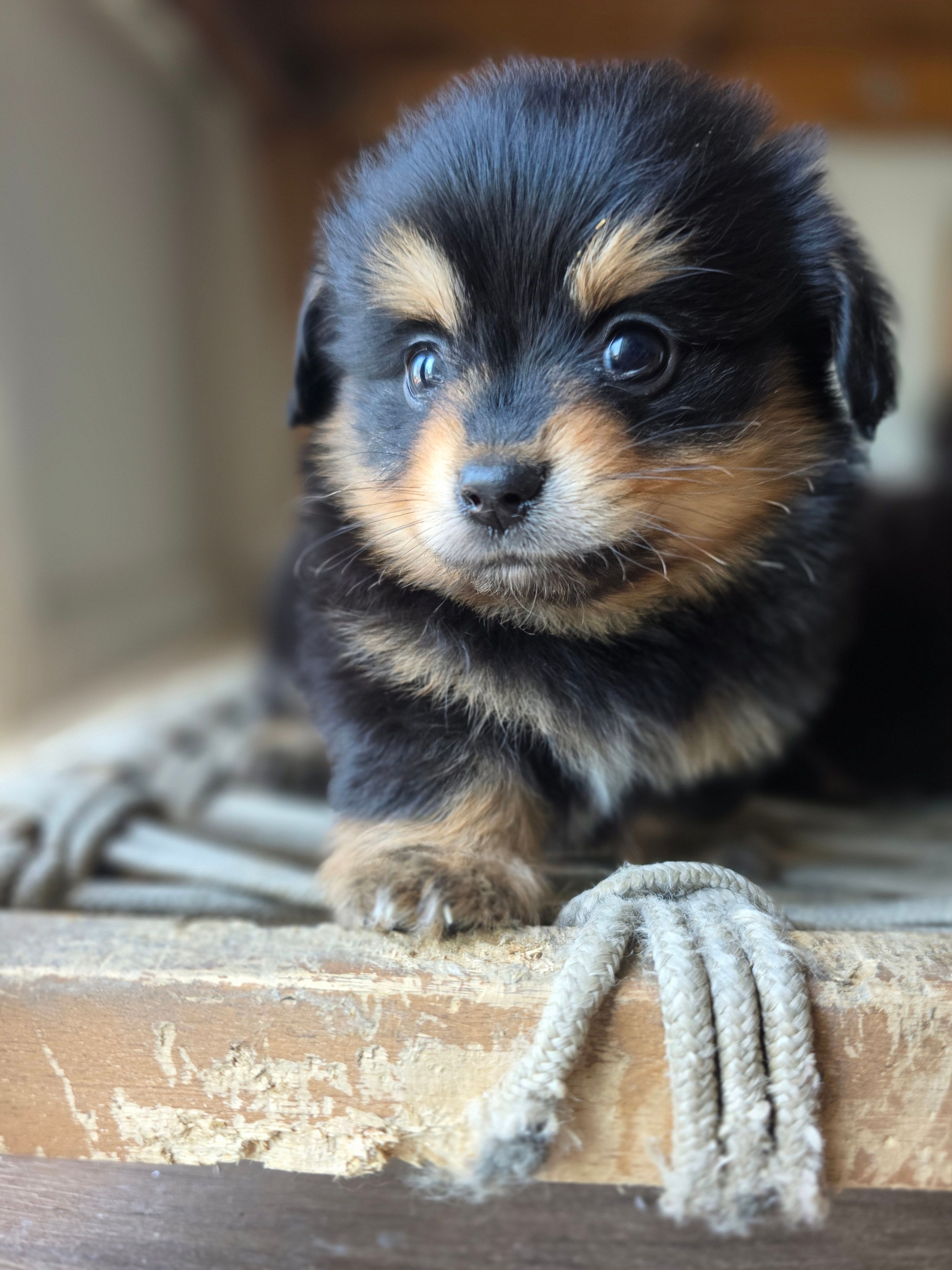 Rita – Pomeranian, Miniature Dachshund puppy for sale in Los Angeles, CA
