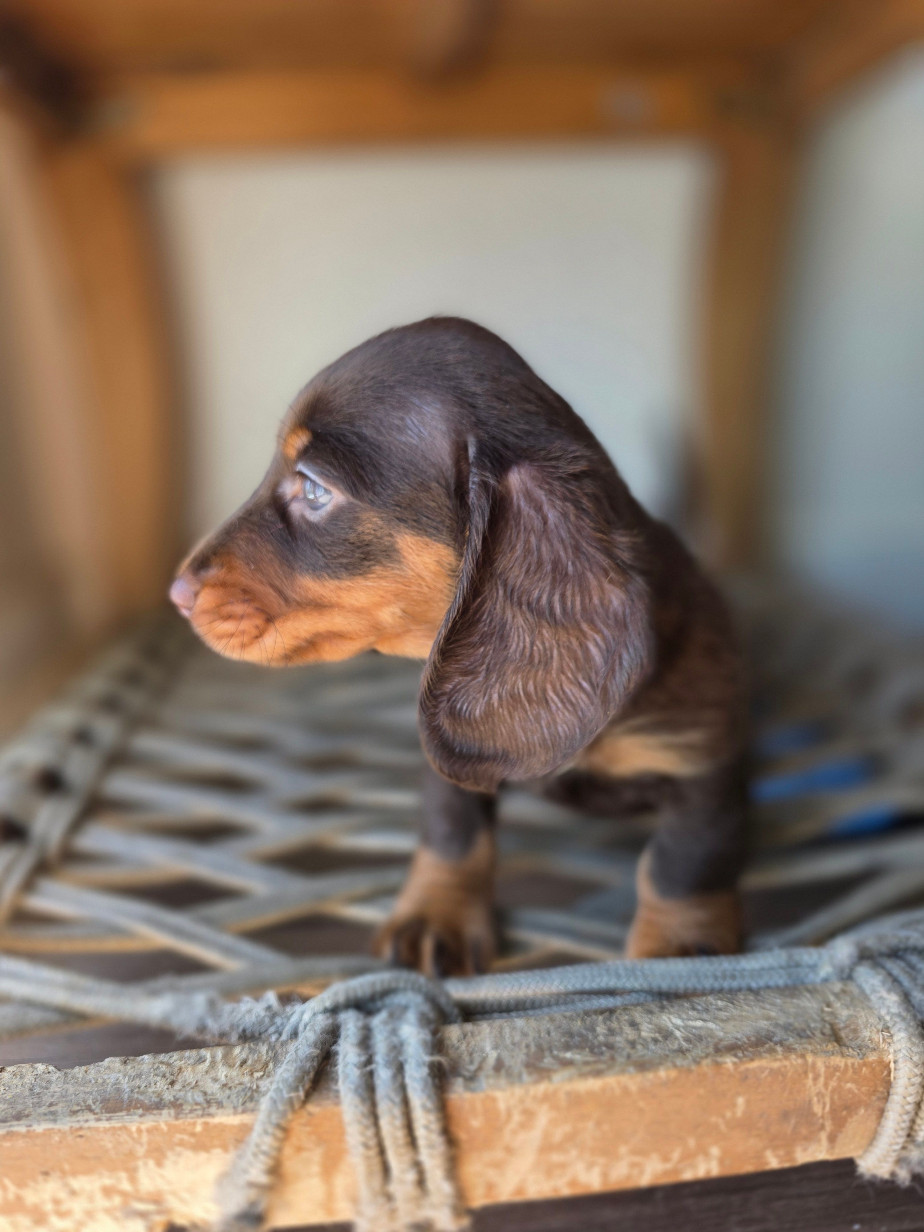 Taylor – Dachshund puppy for sale in Los Angeles, CA