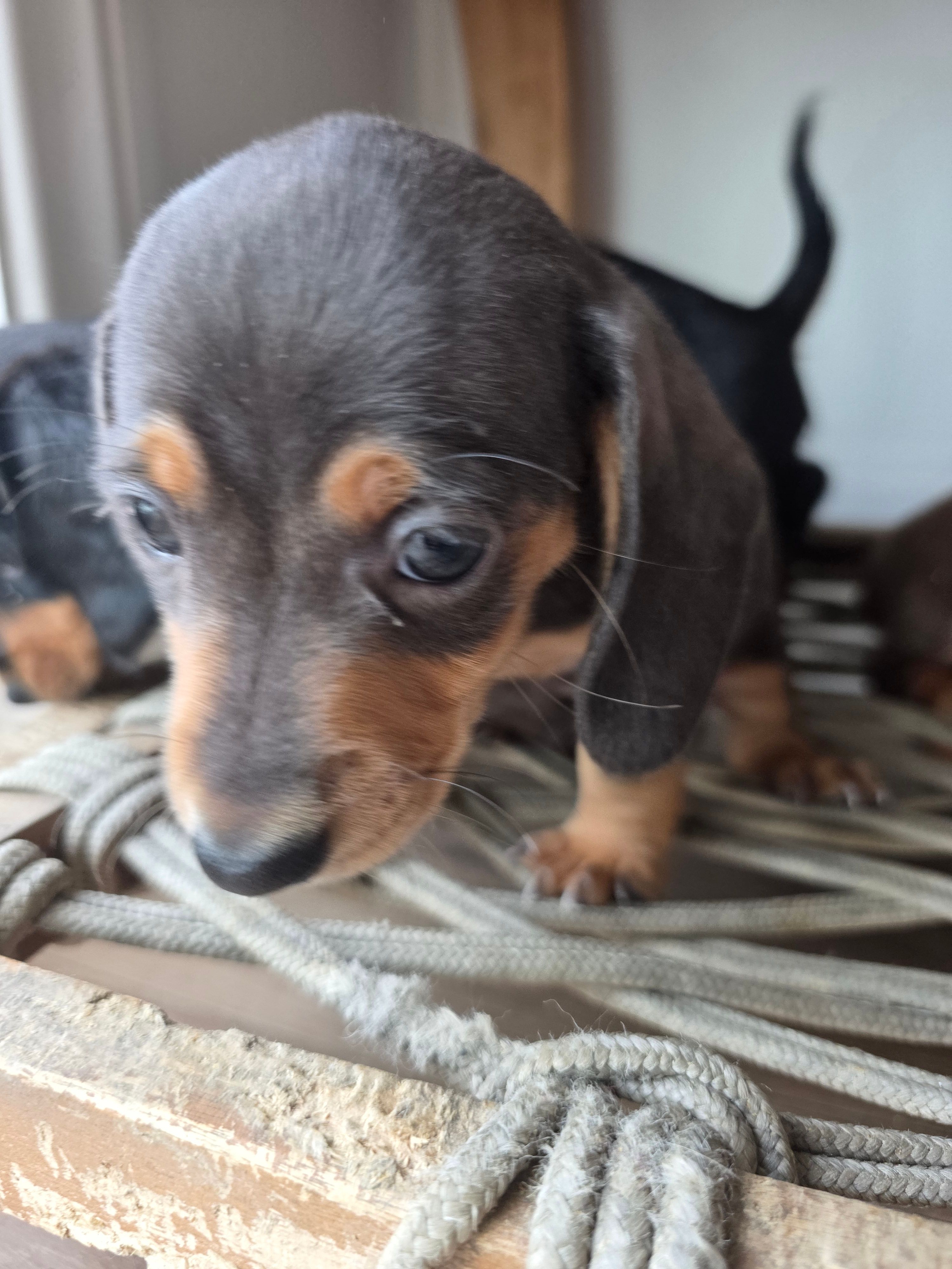 Oscar  – Miniature Dachshund puppy for sale in Los Angeles, CA