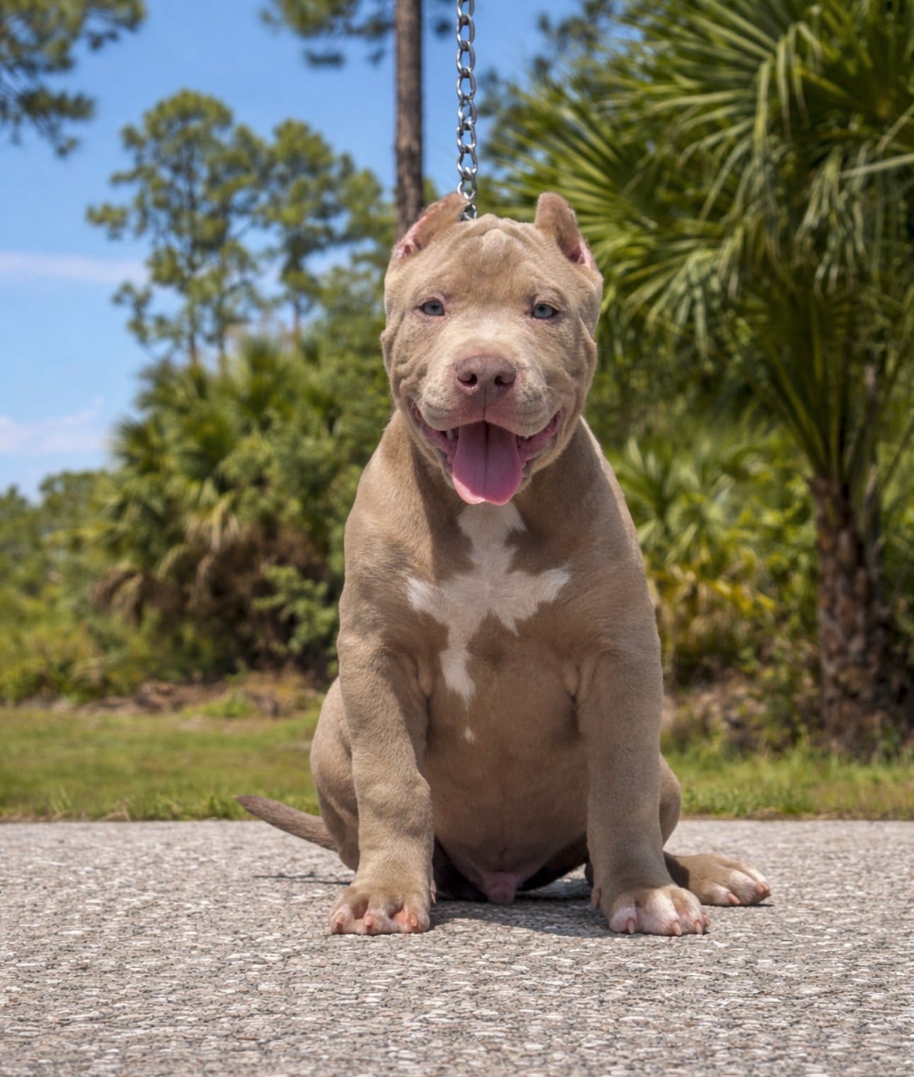 Benito – American Bully puppy for sale in Lehigh Acres, FL
