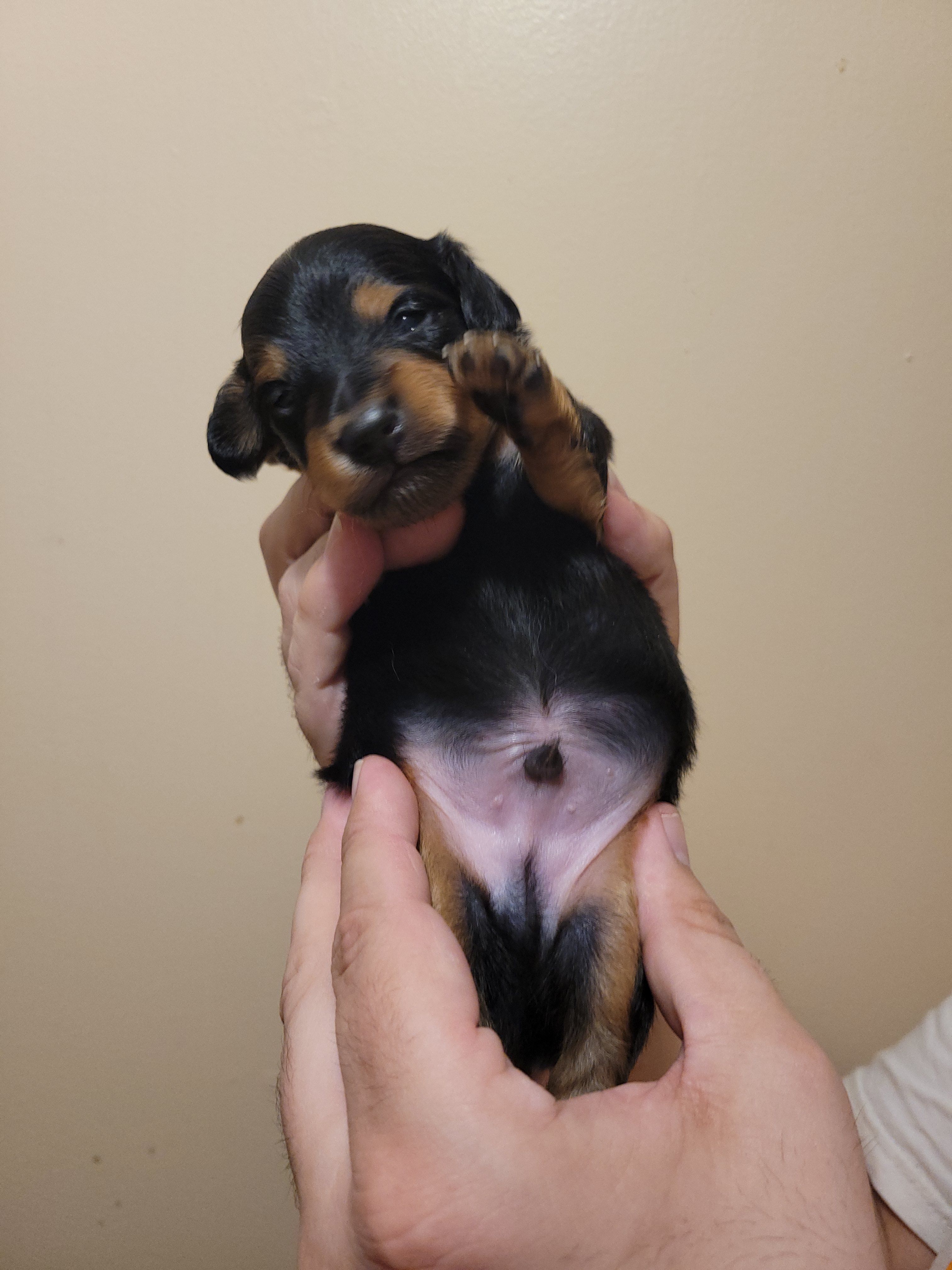 Chips Ahoy – Miniature Dachshund, Chiweenie puppy for sale in Pinson, AL