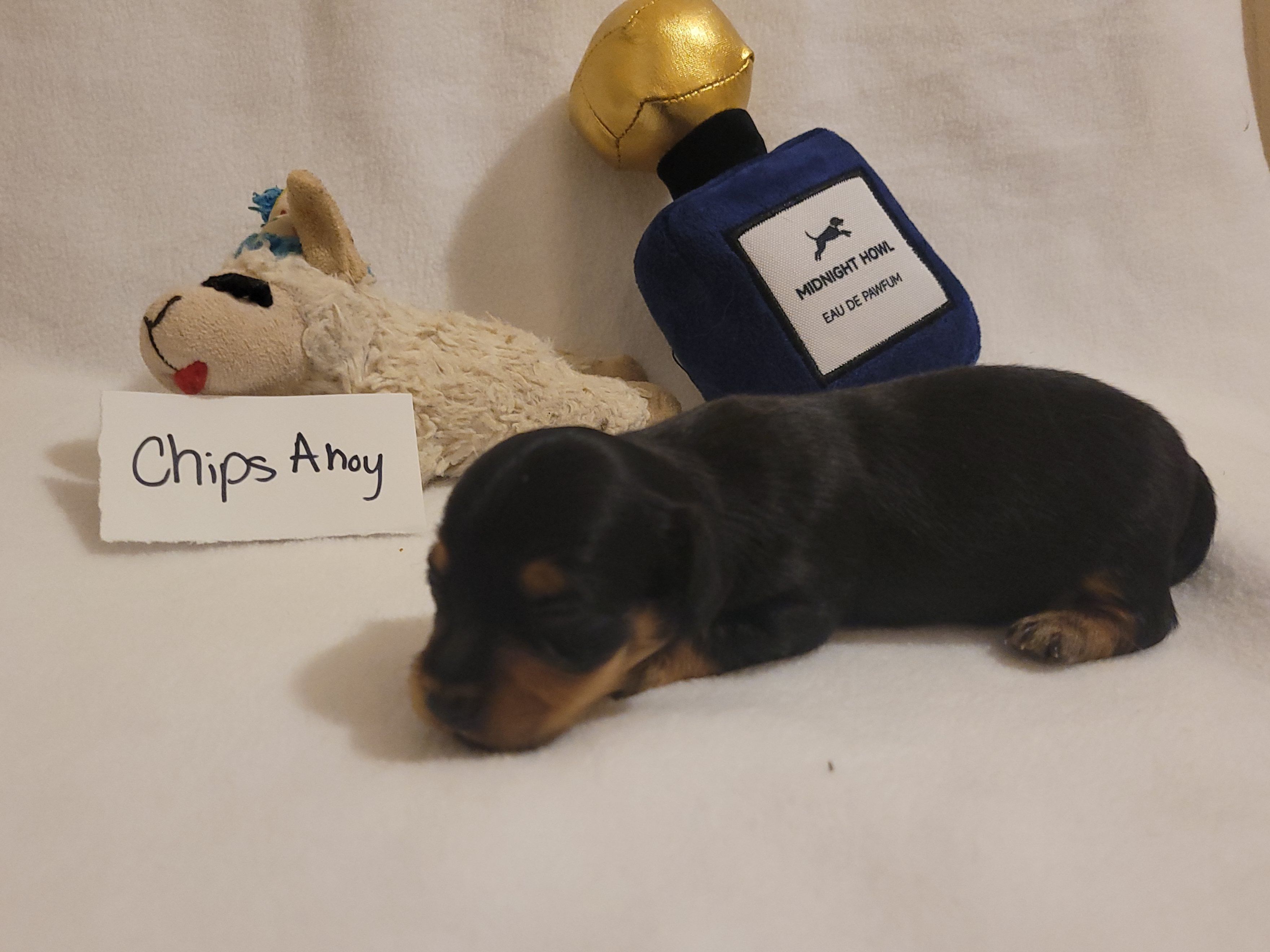 Chips Ahoy – Miniature Dachshund, Chiweenie puppy for sale in Pinson, AL
