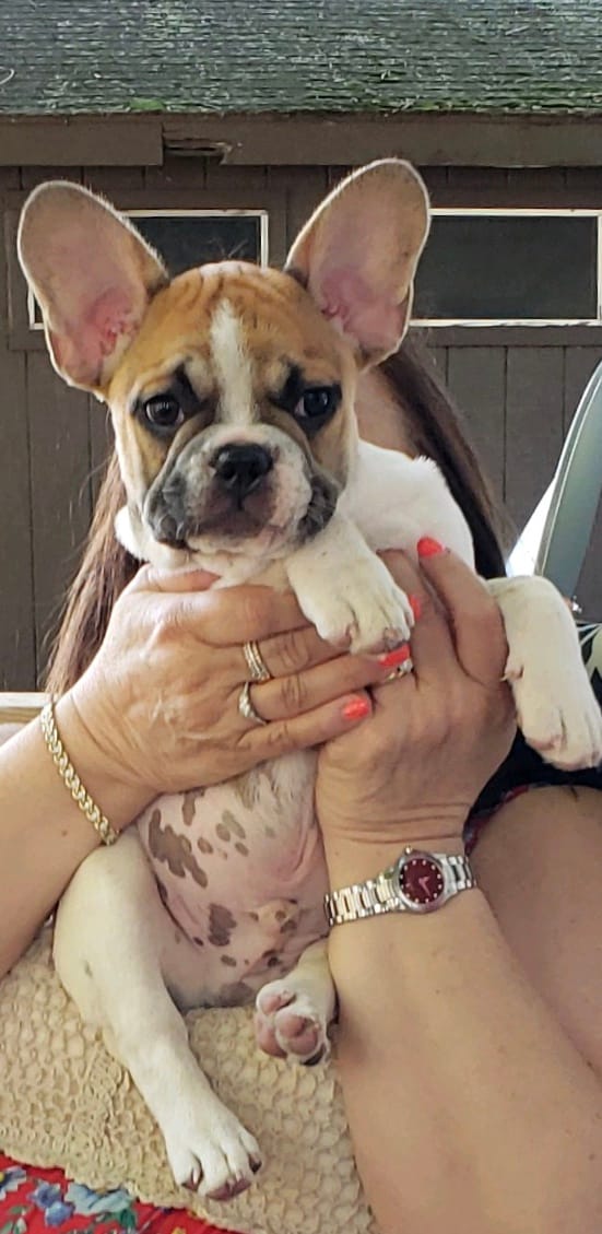 Finley – French Bulldog puppy for sale in Syracuse, NY