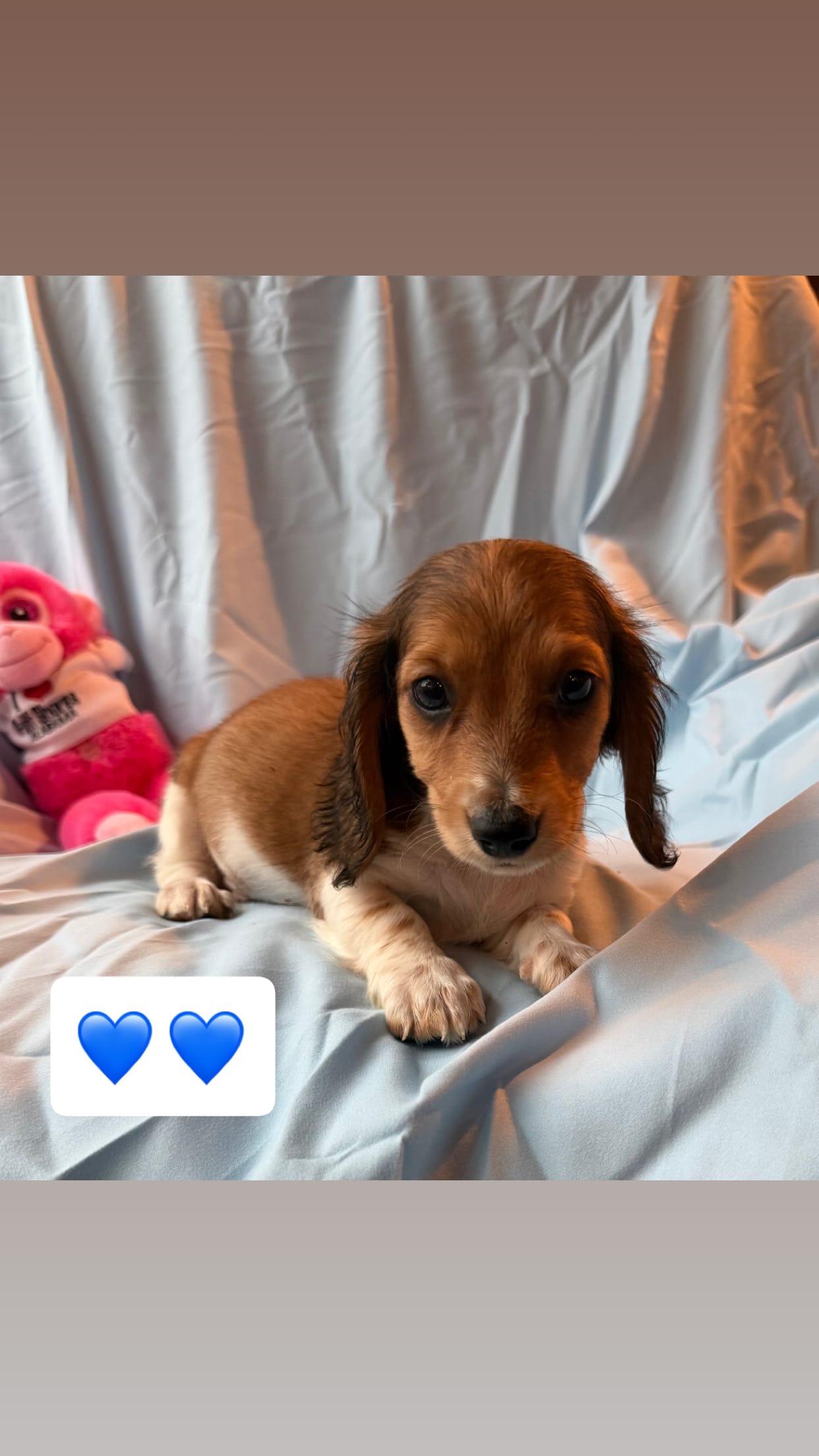 Cale AKC – Miniature Dachshund puppy for sale in Lone Grove, OK