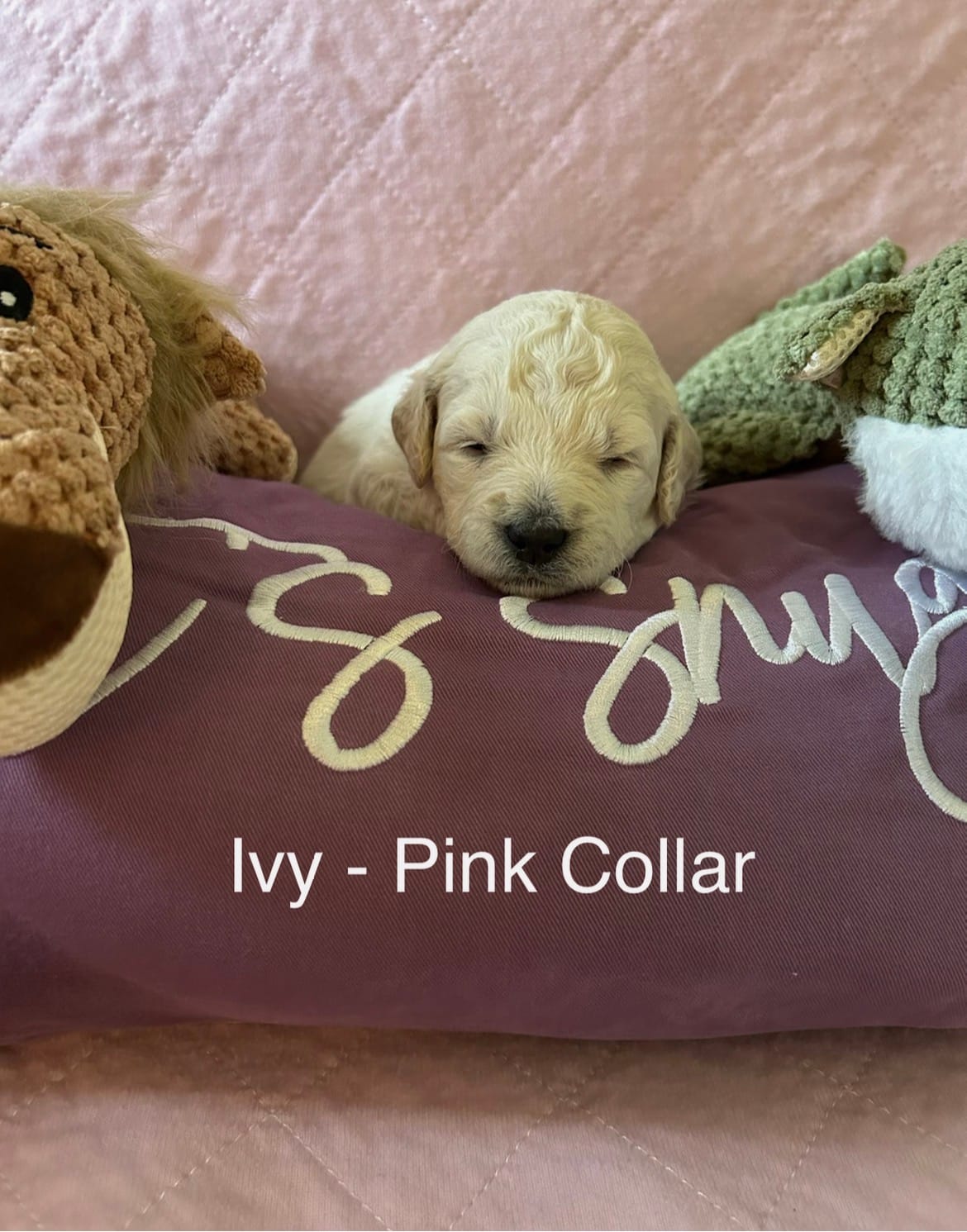 Ivy- Hot Pink Female Goldendoodle  – Goldendoodle puppy for sale in Hilton, NY