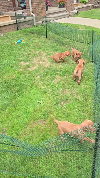 Talking blues boy, a male Vizsla for sale in Pinckney, MI – 2 of 2
