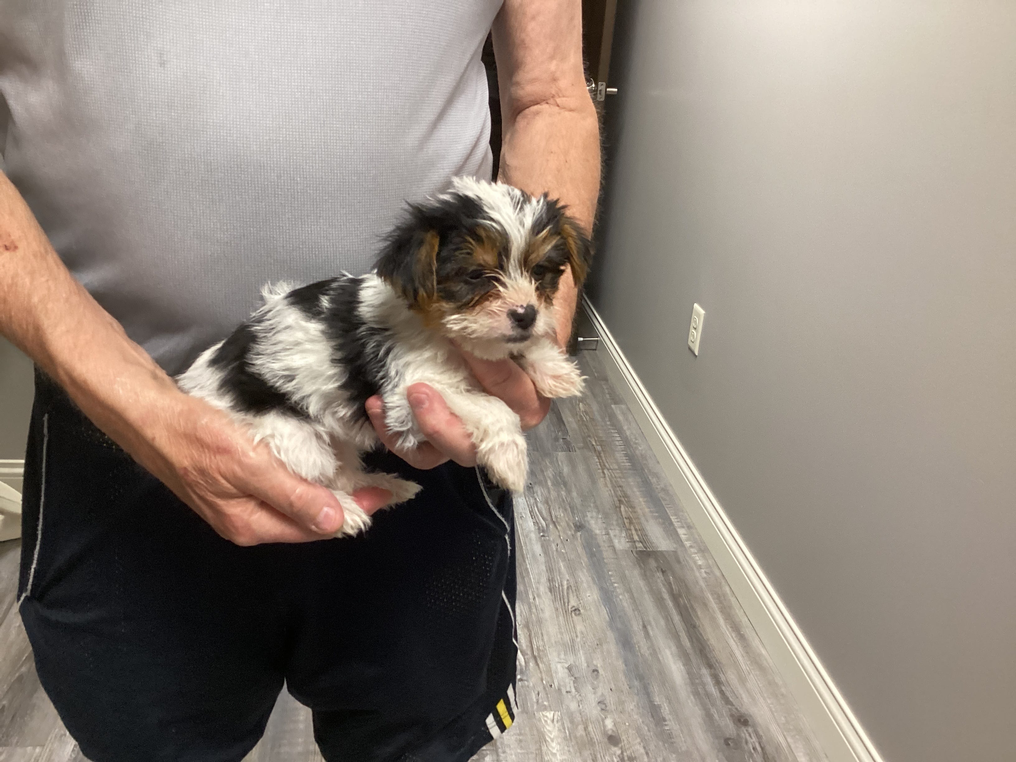 Yorkie  – Yorkshire Terrier puppy for sale in Maria Stein, OH