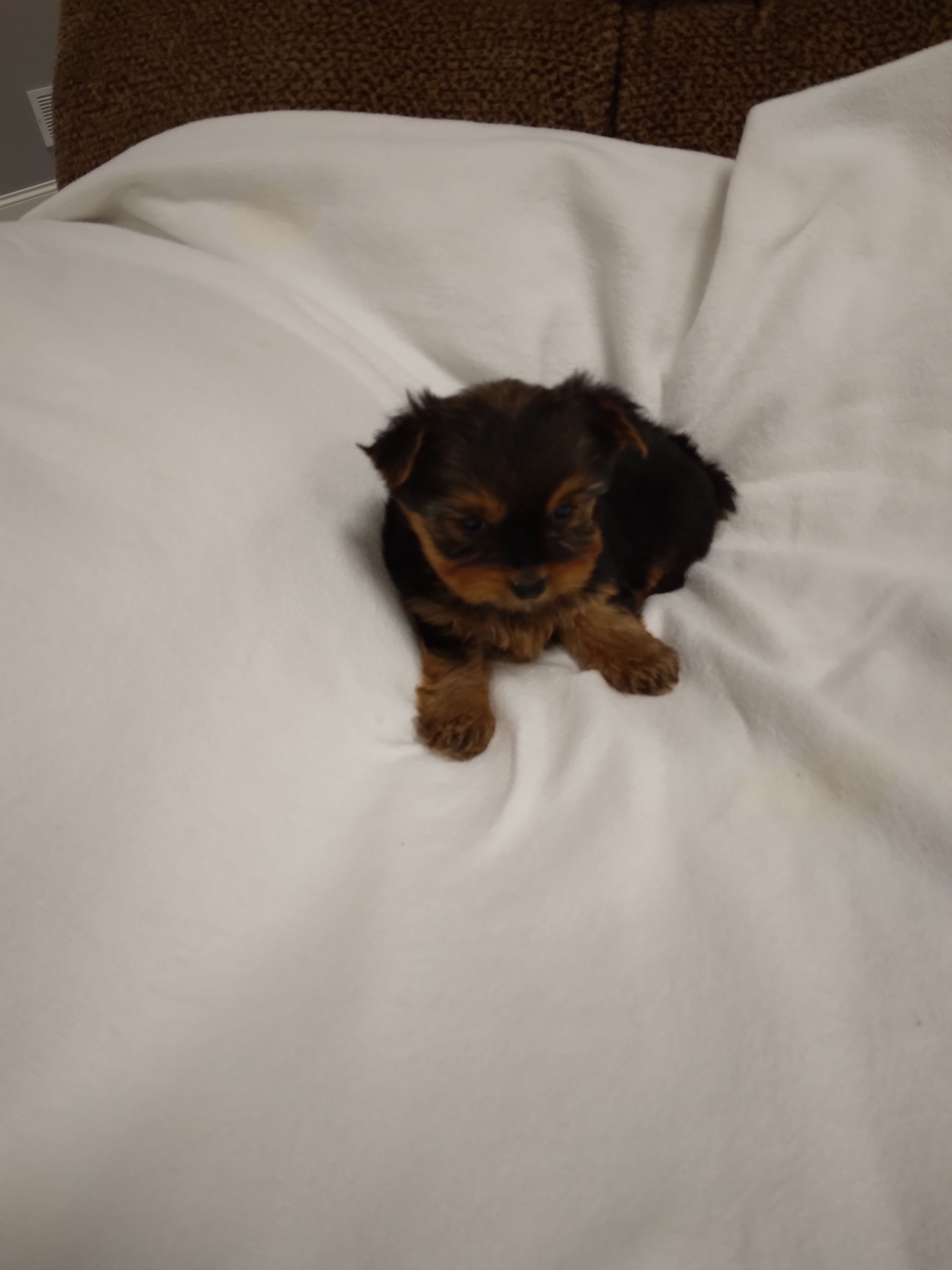Rosie – Yorkshire Terrier puppy for sale in Maria Stein, OH