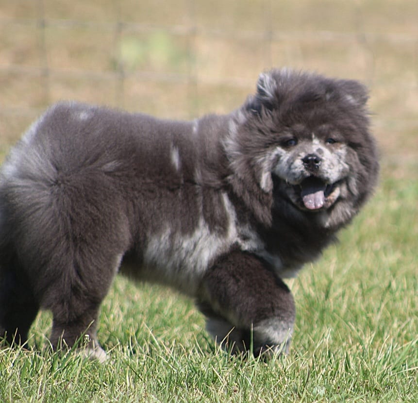 Valerie – Chow Chow puppy for sale in Greenfield, MO