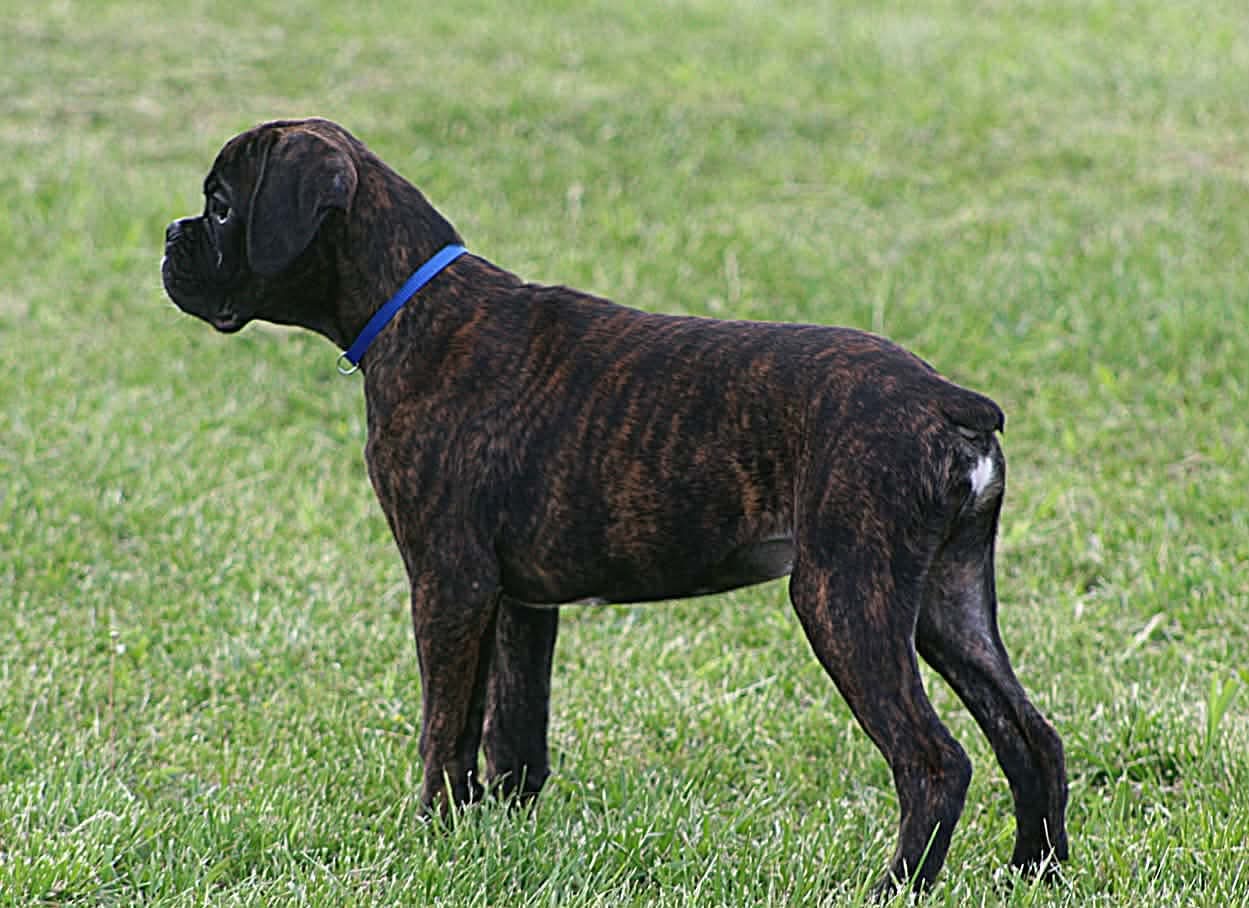 Blue collar  – Boxer puppy for sale in Greenfield, MO