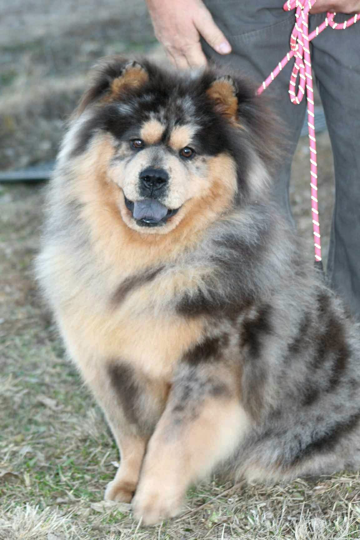 ZEKE – Chow Chow puppy for sale in Greenfield, MO