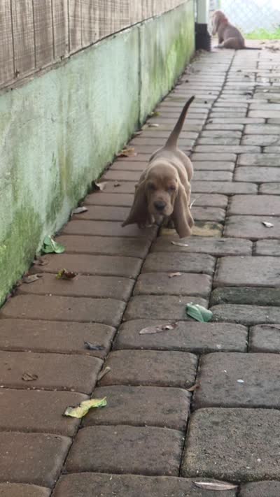 💙10/22 EARS Eyes & Snuggles!  Tan Male, a male Basset Hound for sale in Deltona, FL – 2 of 10