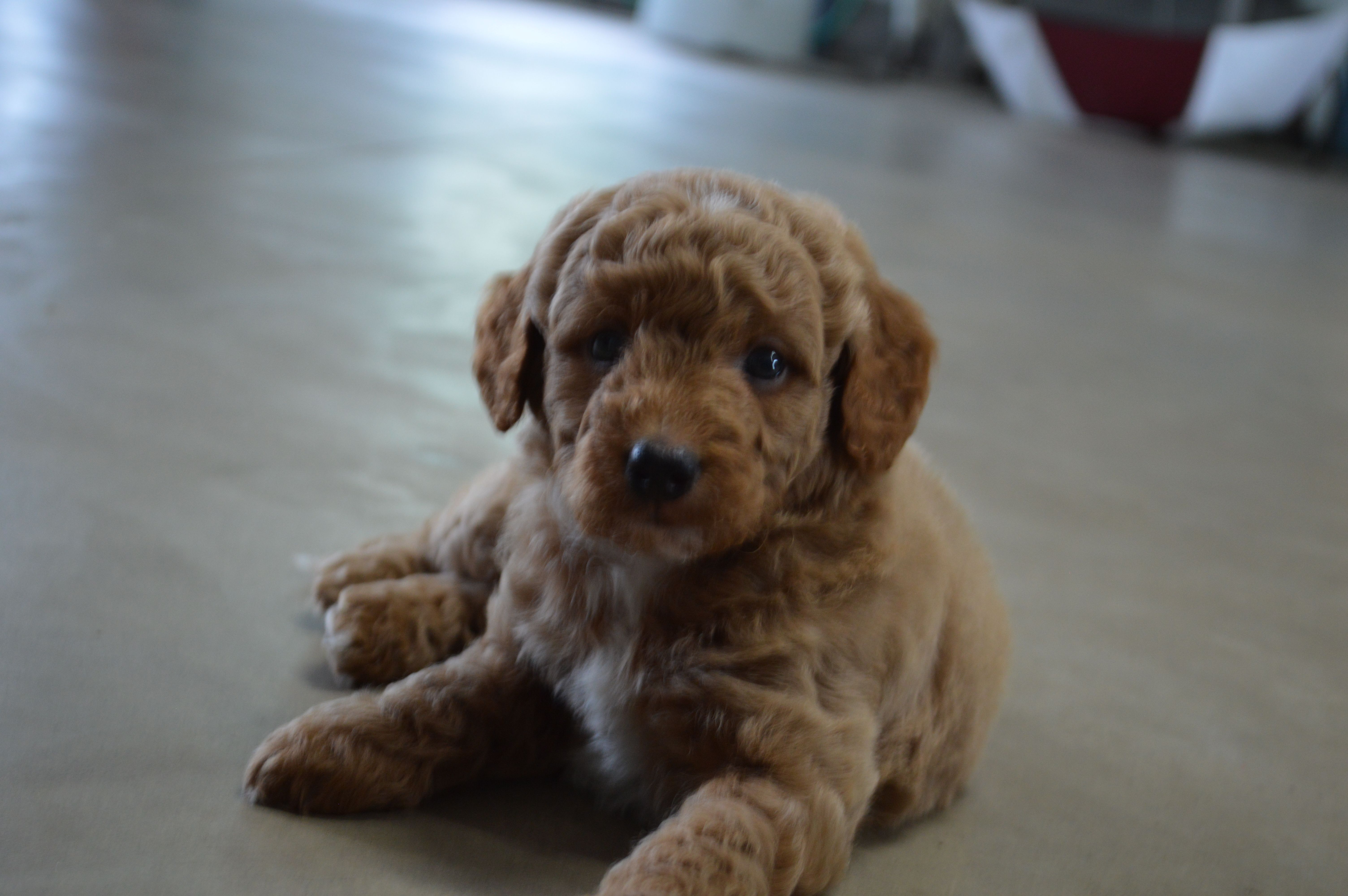 Moose  – Miniature Goldendoodle puppy for sale in Middlebury, IN