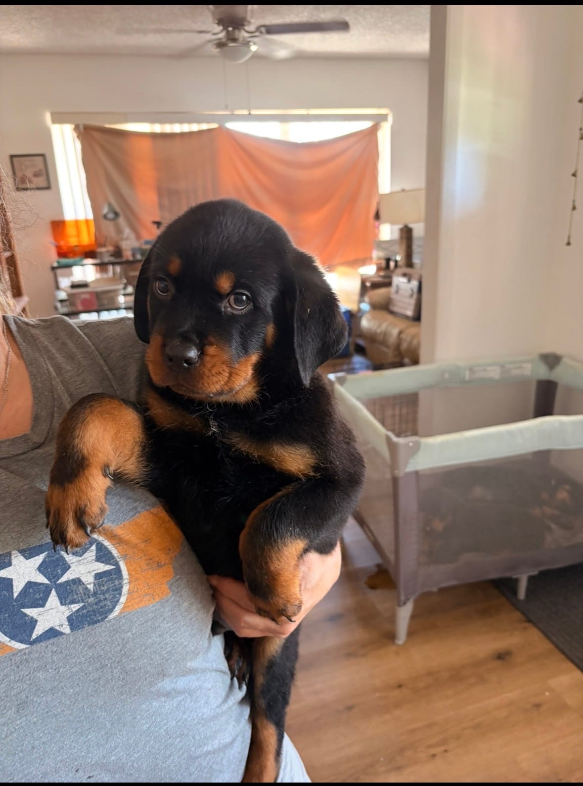 No names yet – Rottweiler puppy for sale in Lake Placid, FL