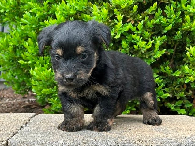 Vader – Bichon Frise, Yorkshire Terrier puppy for sale in Florence, KY