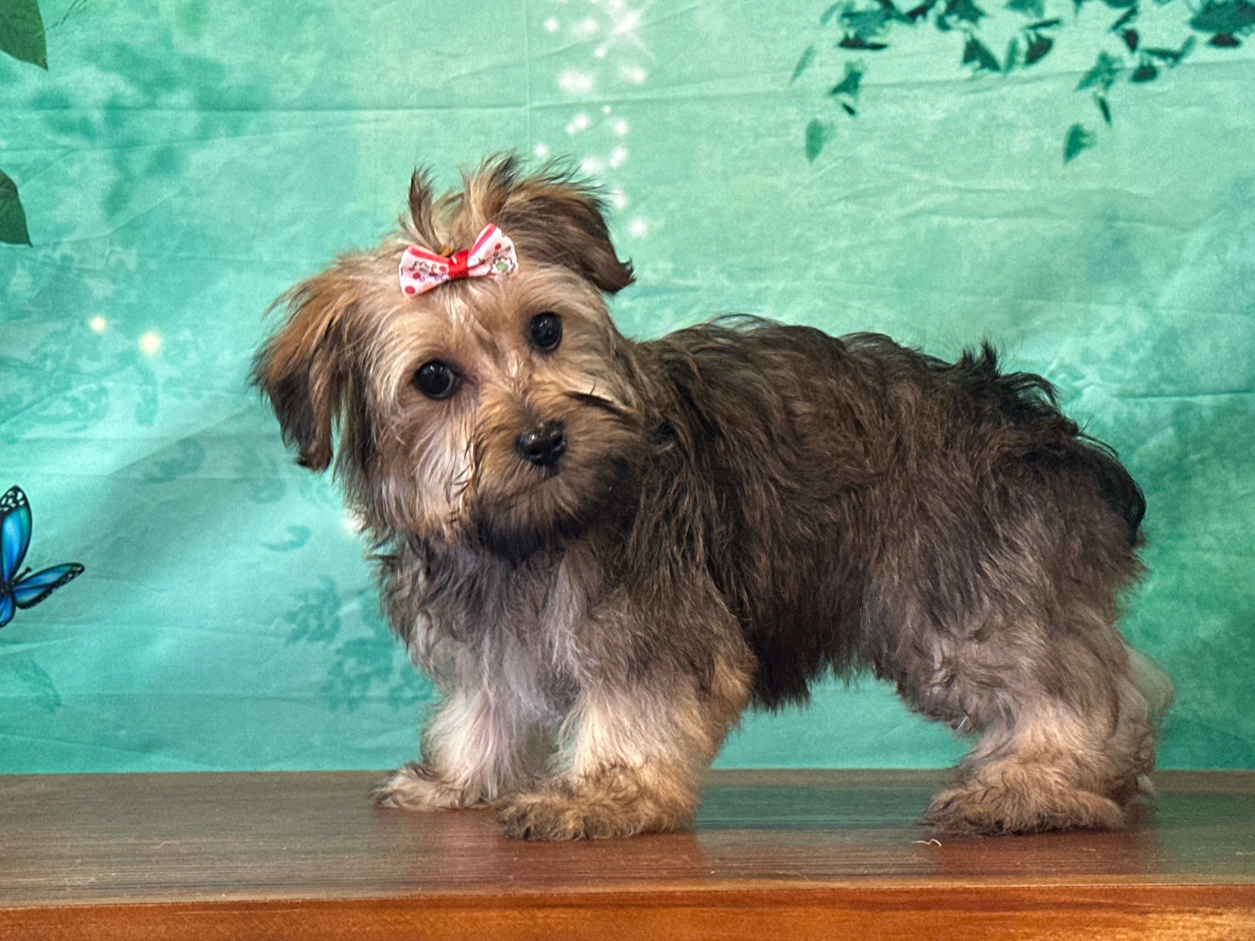 Tilly – Bichon Frise, Yorkshire Terrier puppy on hold in Florence, KY