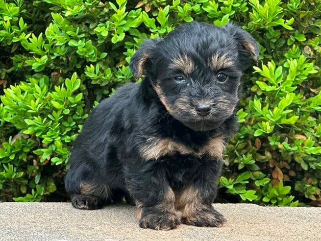 Ziggy – Bichon Frise, Yorkshire Terrier puppy for sale in Florence, KY