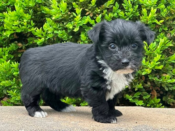 Uno – Bichon Frise, Yorkshire Terrier puppy for sale in Florence, KY
