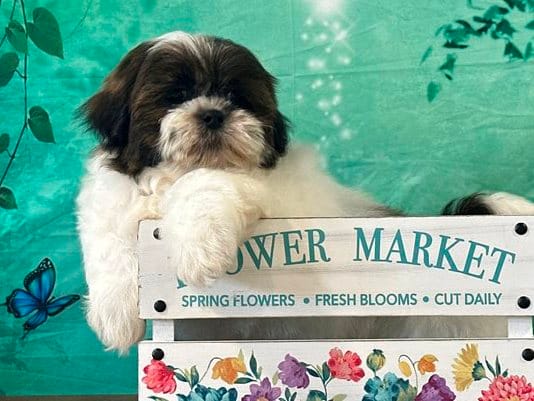 Oliver – Shih Tzu puppy for sale in Florence, KY
