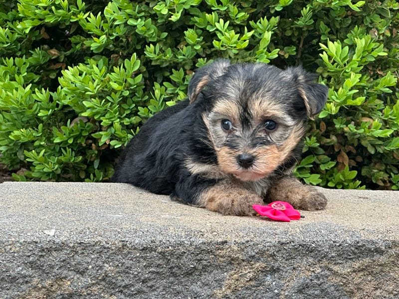 Nia – Bichon Frise, Yorkshire Terrier puppy for sale in Florence, KY
