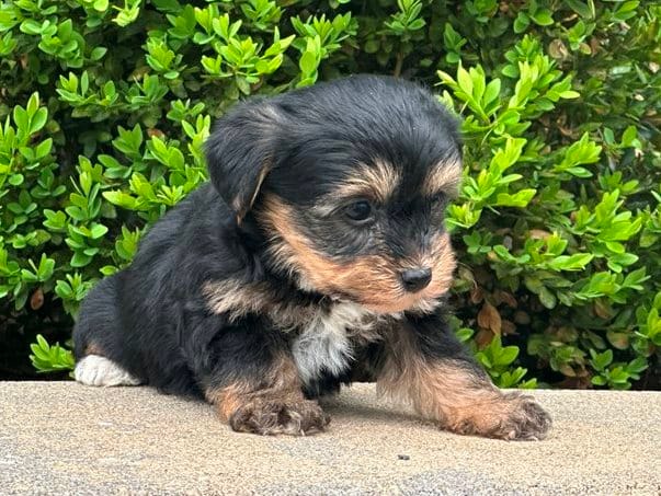 Zip – Bichon Frise, Yorkshire Terrier puppy for sale in Florence, KY