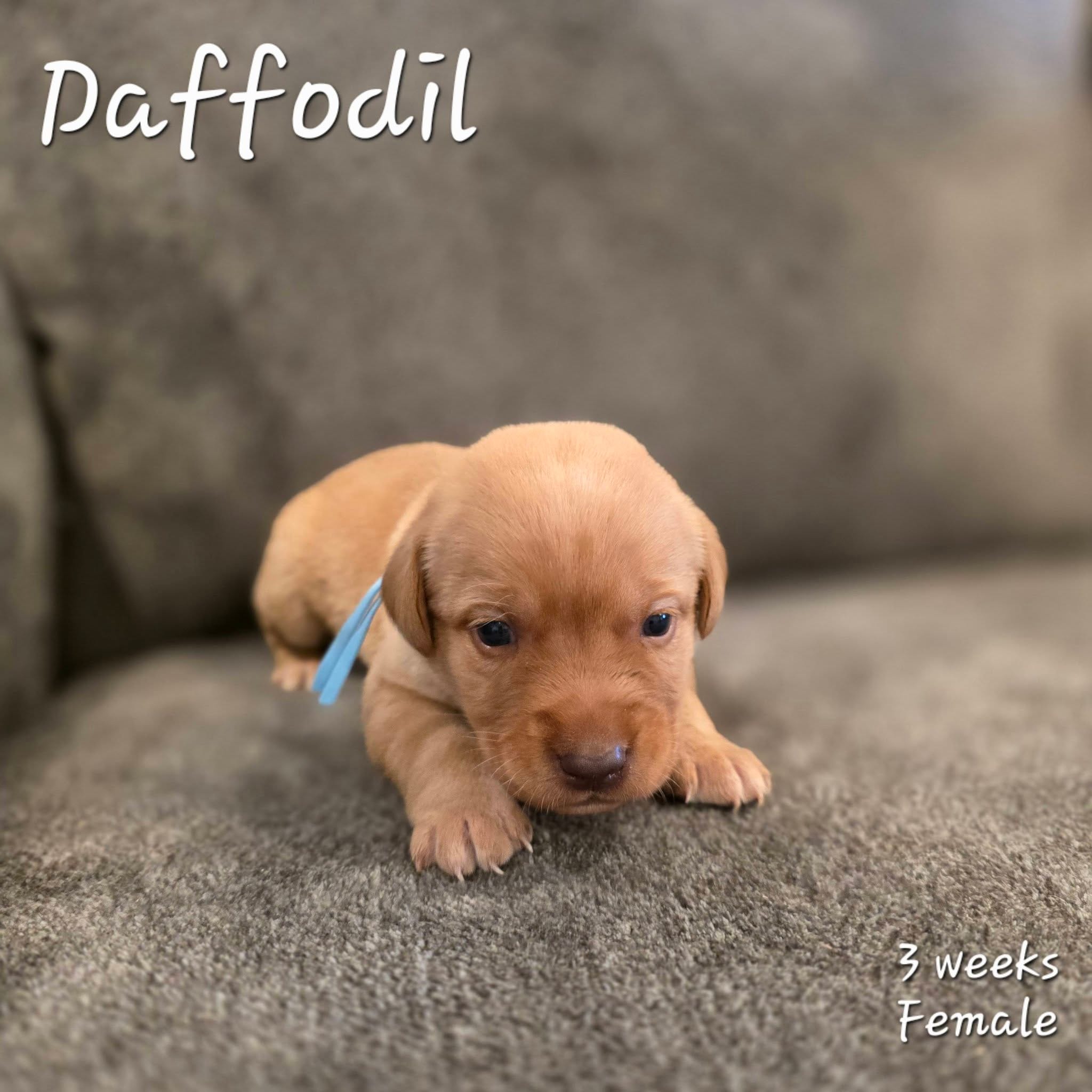 Daffodil – Labrador Retriever puppy for sale in Arthur, IA
