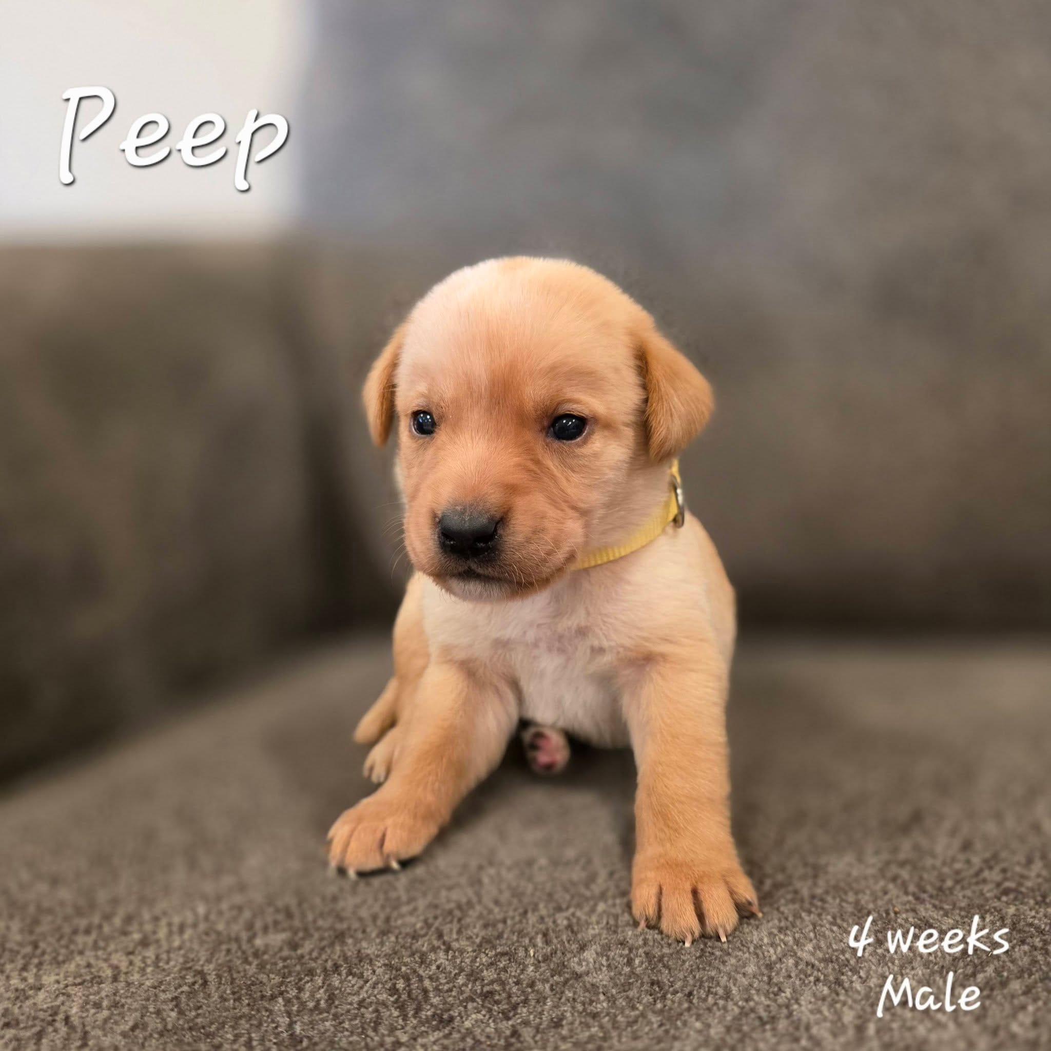 Peep – Labrador Retriever puppy for sale in Arthur, IA