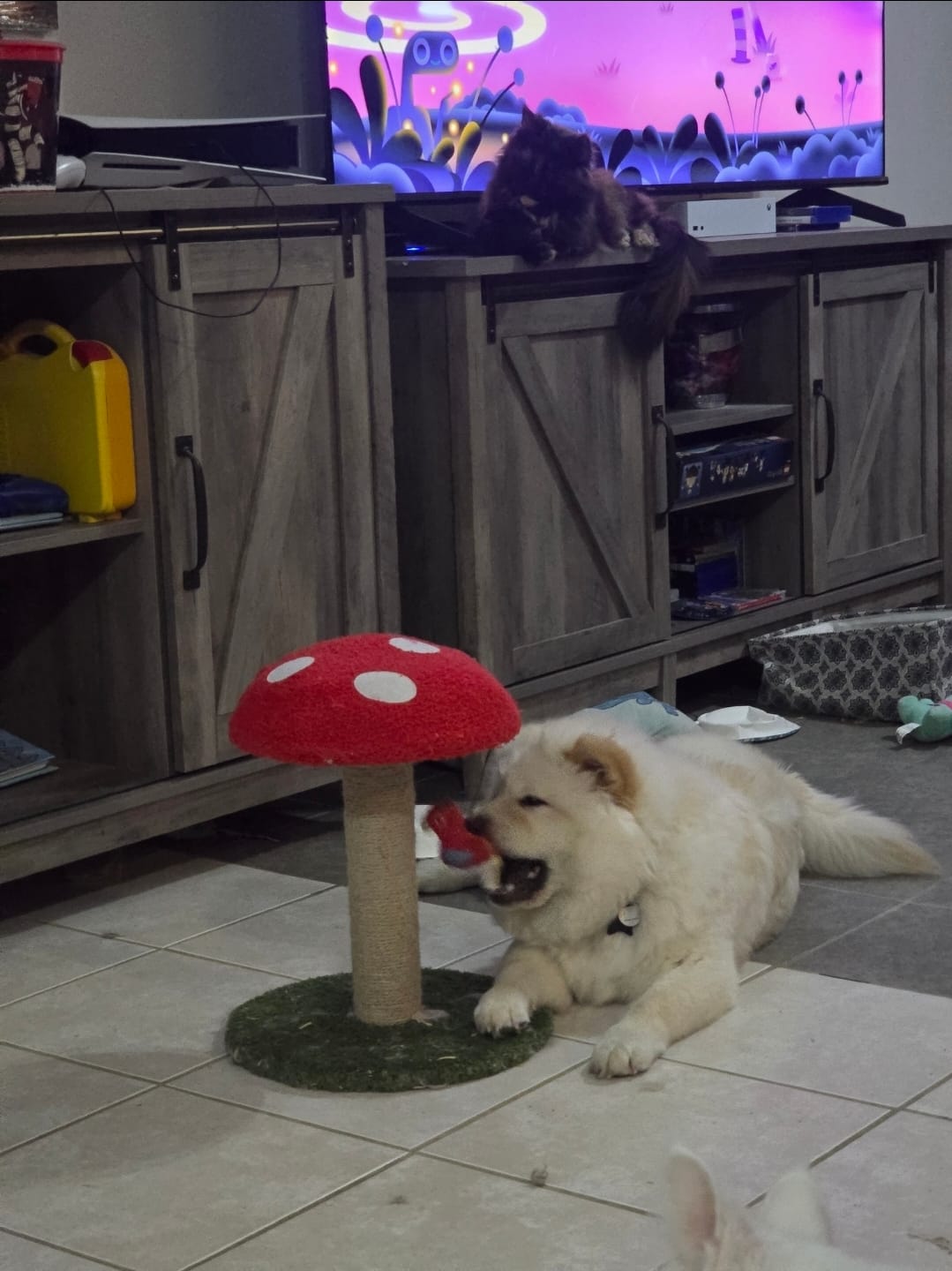 Prada – Chow Chow puppy for sale in Ellenton, FL