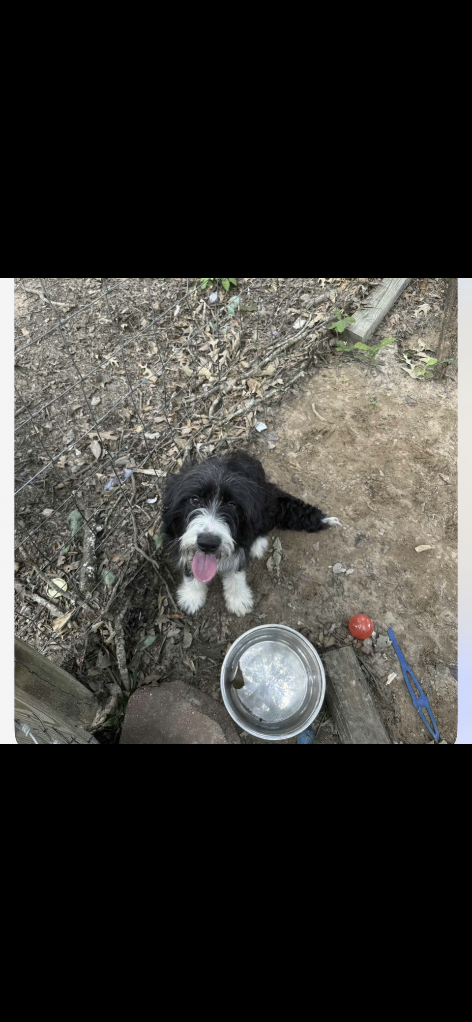 Queso – Australian Shepherd, Bernedoodle puppy for sale in Nacogdoches, TX