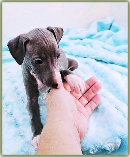 Romani – Italian Greyhound puppy for sale in Gillham, AR