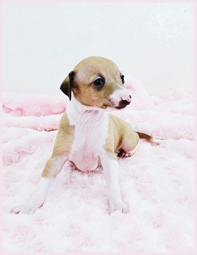 Tweed – Italian Greyhound puppy for sale in Gillham, AR