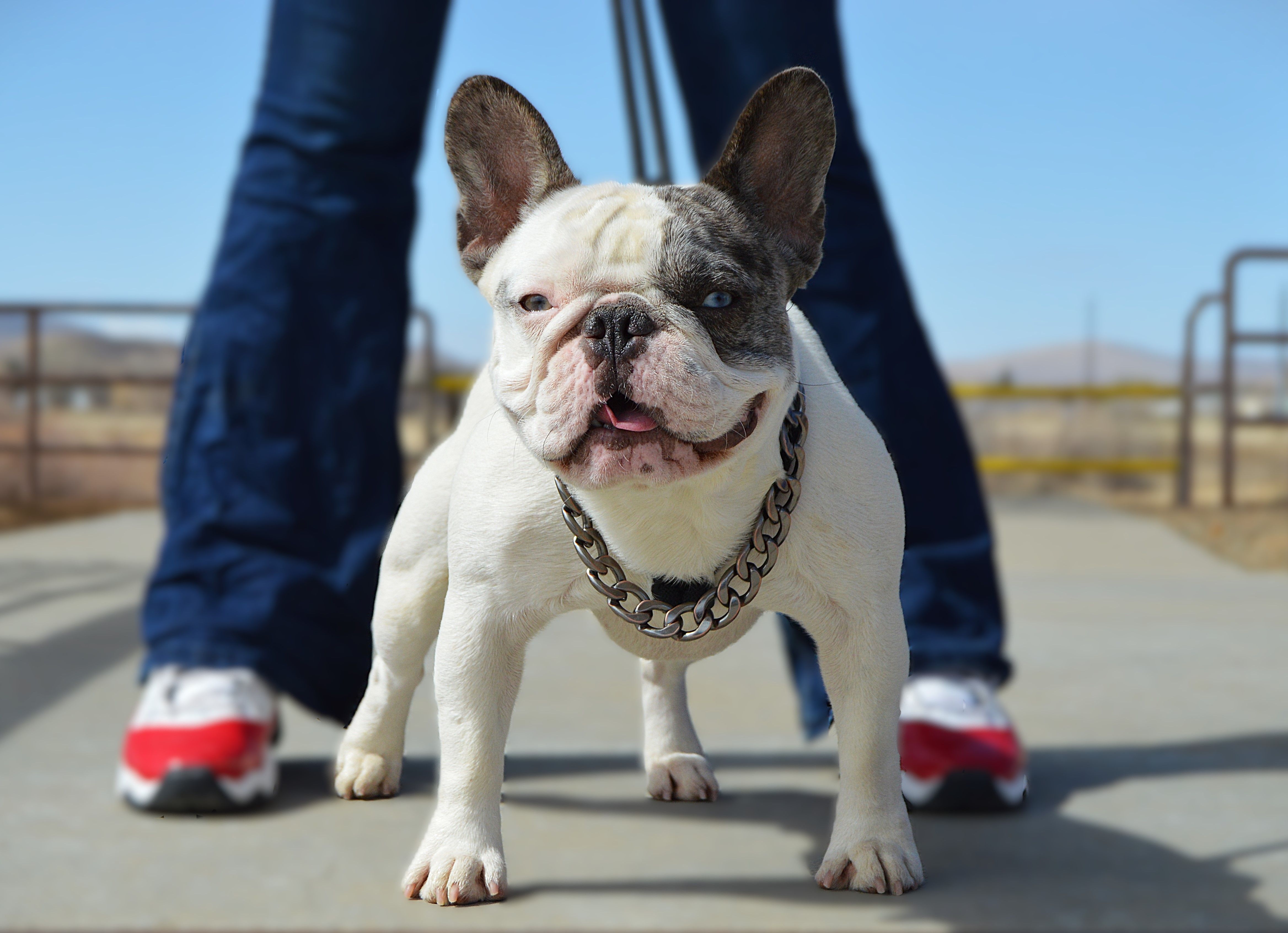 Ali – French Bulldog puppy for sale in Prescott, AZ