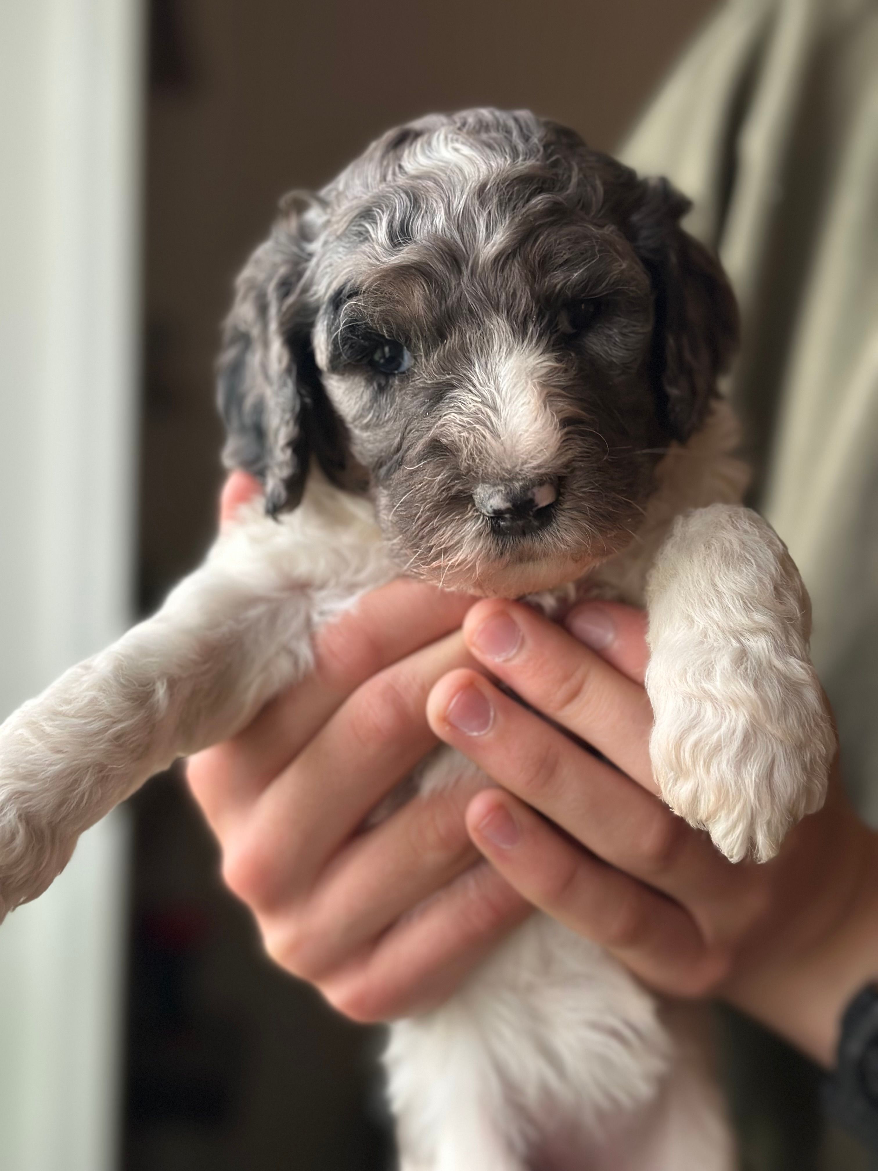 Birdie – Poodle - Multi-Colored Standard puppy for sale in South Glastonbury, CT