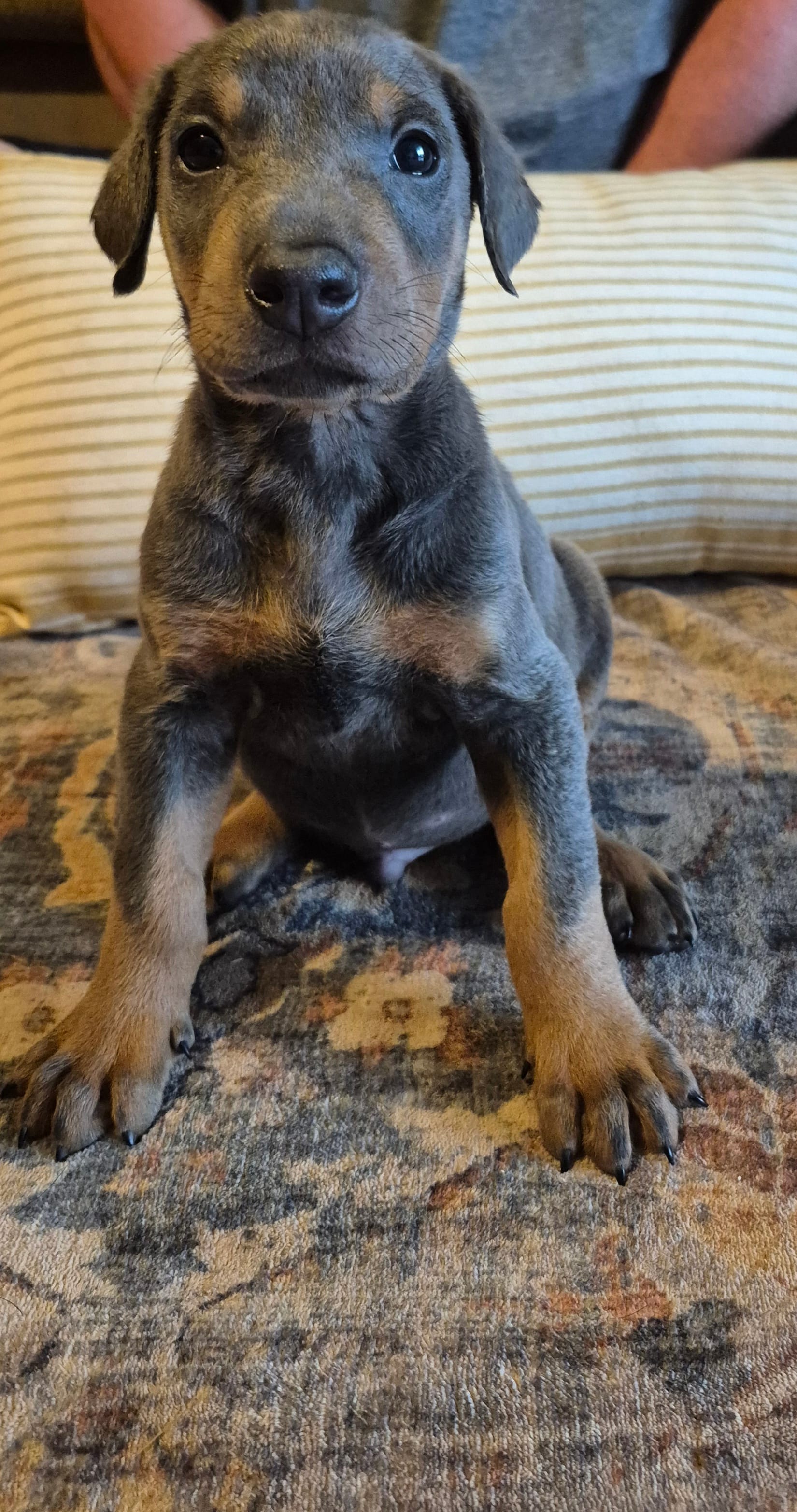 Blue male doberman  – Doberman Pinscher puppy for sale in Ozark, IL