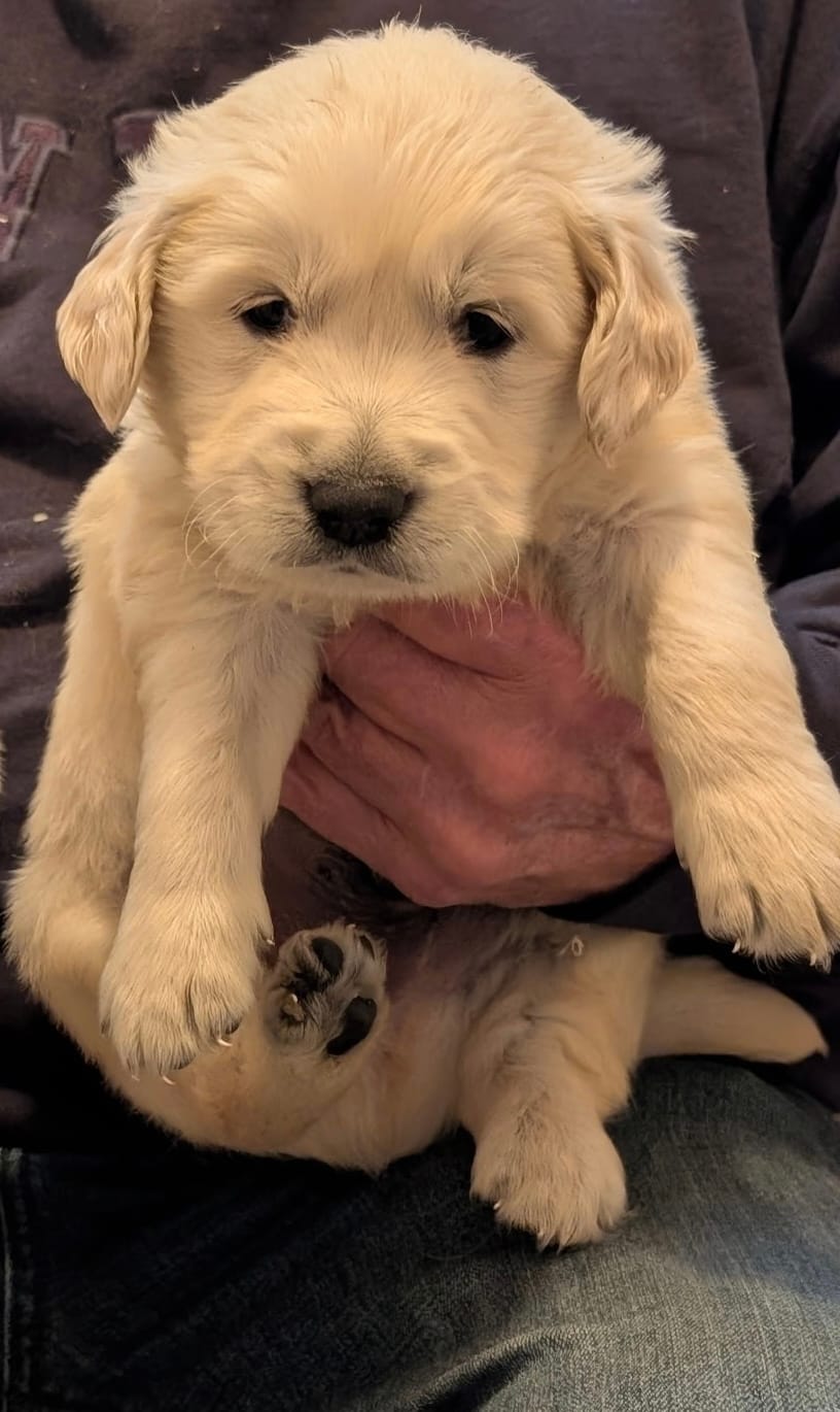 Fred – English Cream Golden Retriever puppy for sale in Mounds View, MN