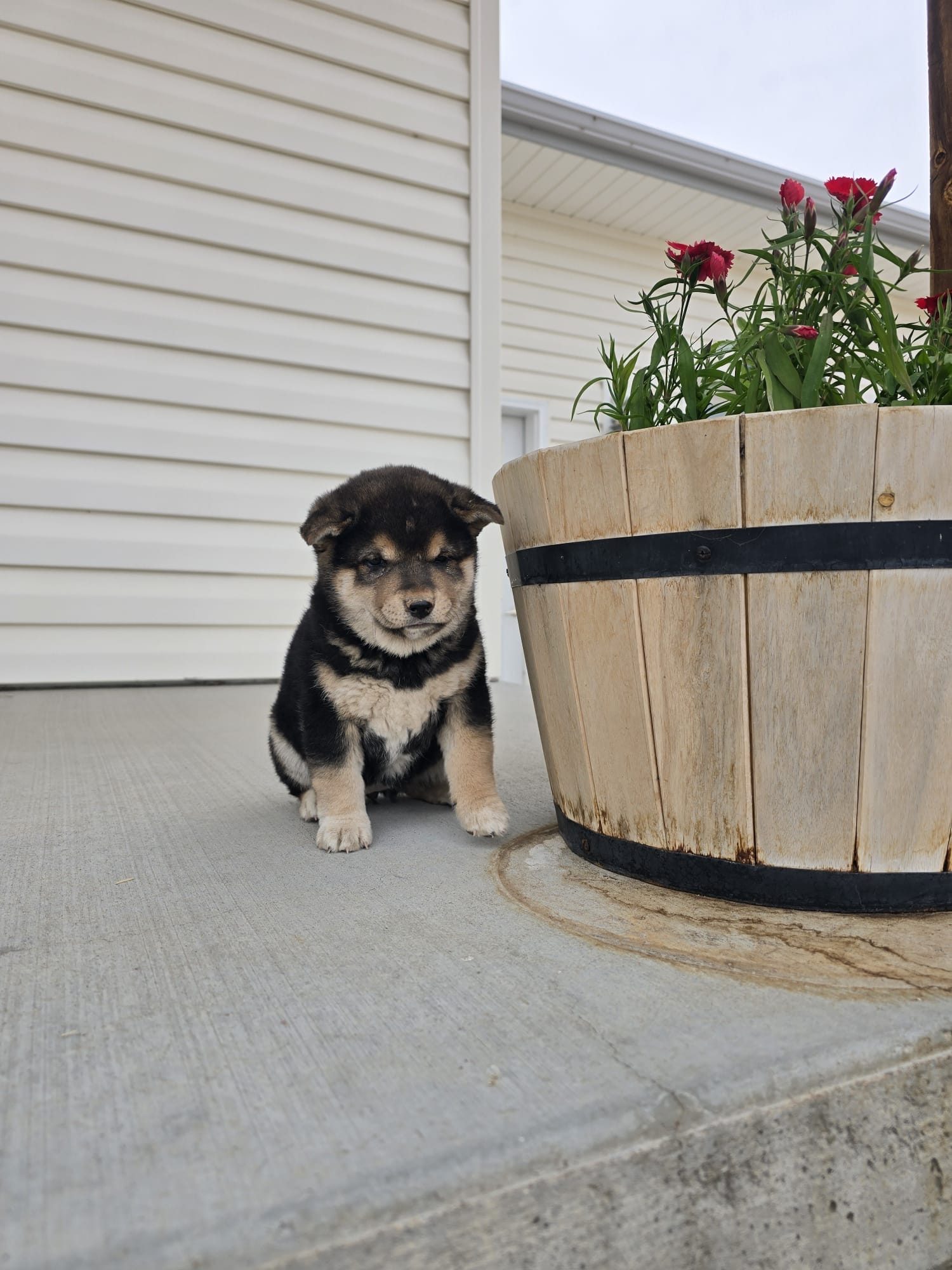 Lil girl 3 – Shiba Inu puppy for sale in Del Norte, CO
