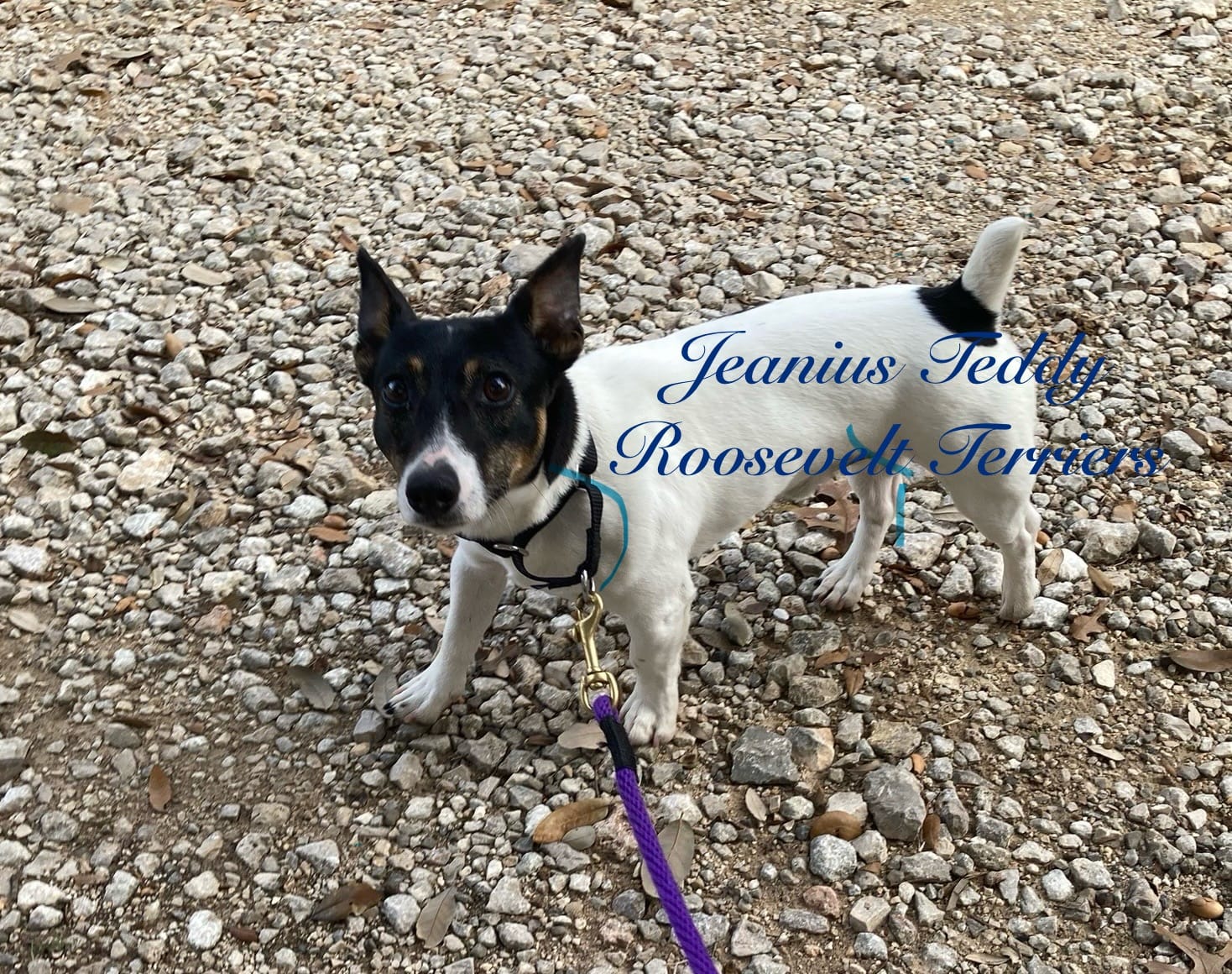 Ice  – Rat Terrier, Teddy Roosevelt Terrier puppy for sale in Liberty Hill, TX