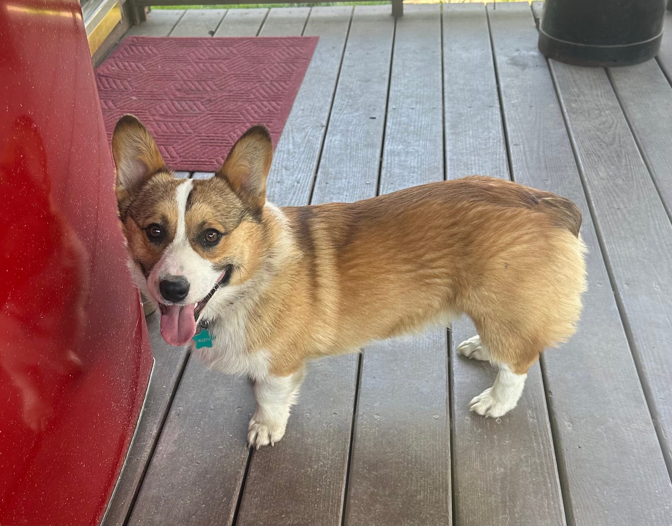 AKC Rusty – Pembroke Welsh Corgi puppy for sale in Robinson, IL