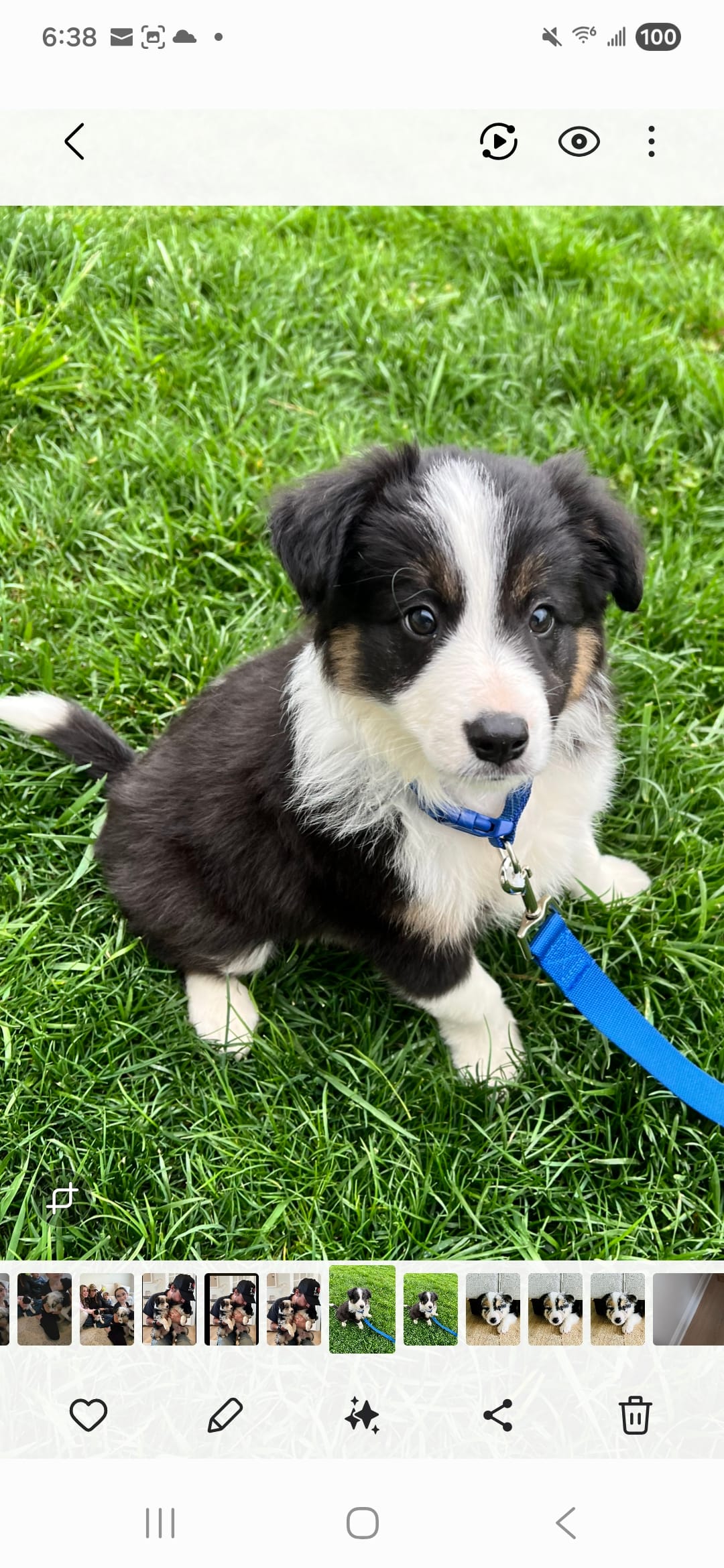 Bullet – Border Collie puppy for sale in Dallastown, PA