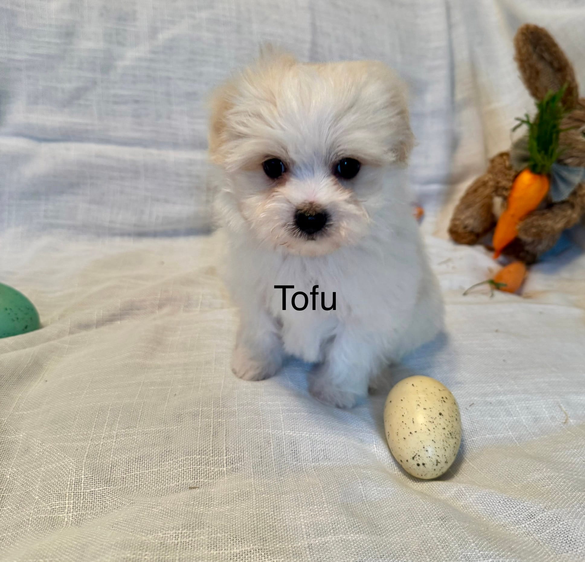 Tofu – Coton de Tulear, Havanese puppy for sale in Asheville, NC