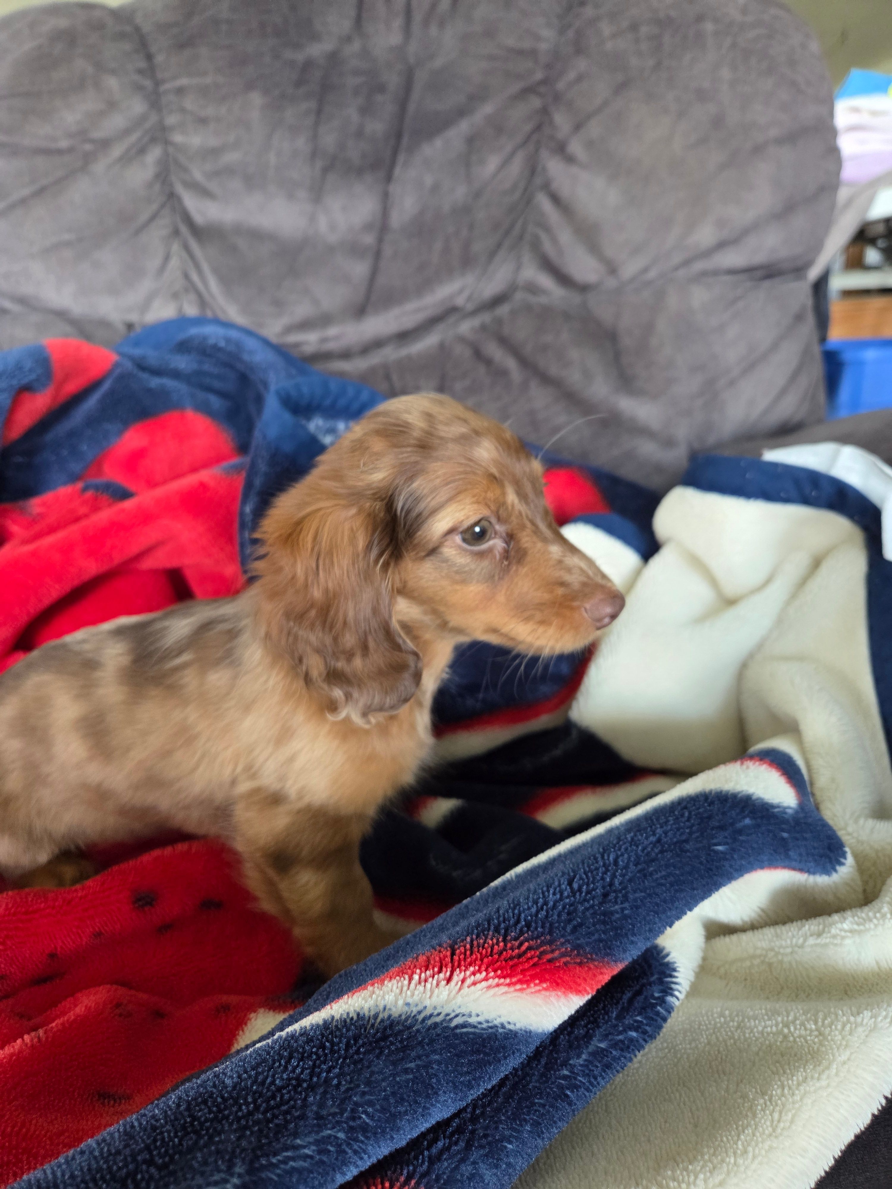 Summer – Miniature Dachshund puppy for sale in Arthur, IL