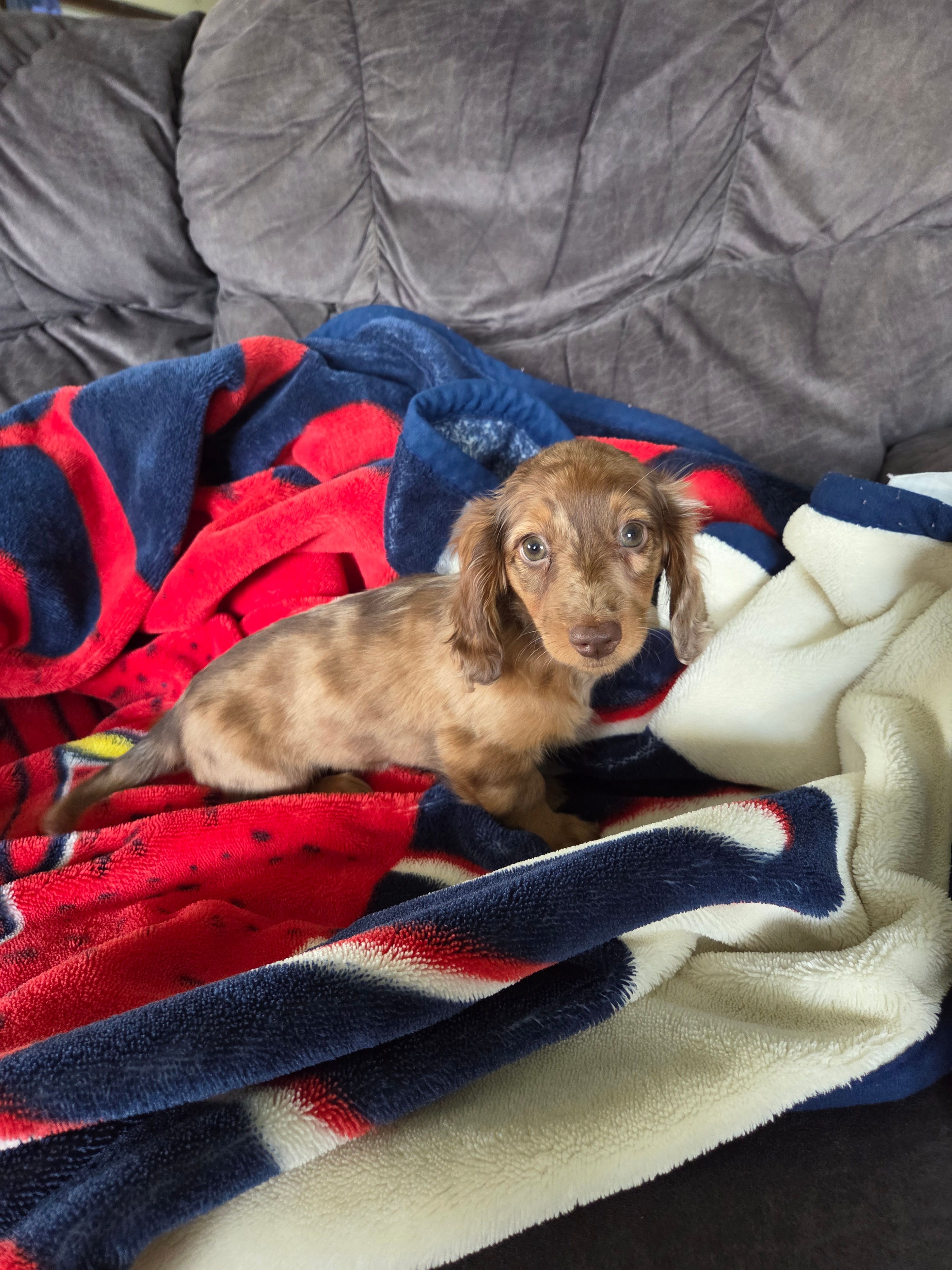 Summer, a female Miniature Dachshund for sale in Arthur, IL – Photo 2 of 3